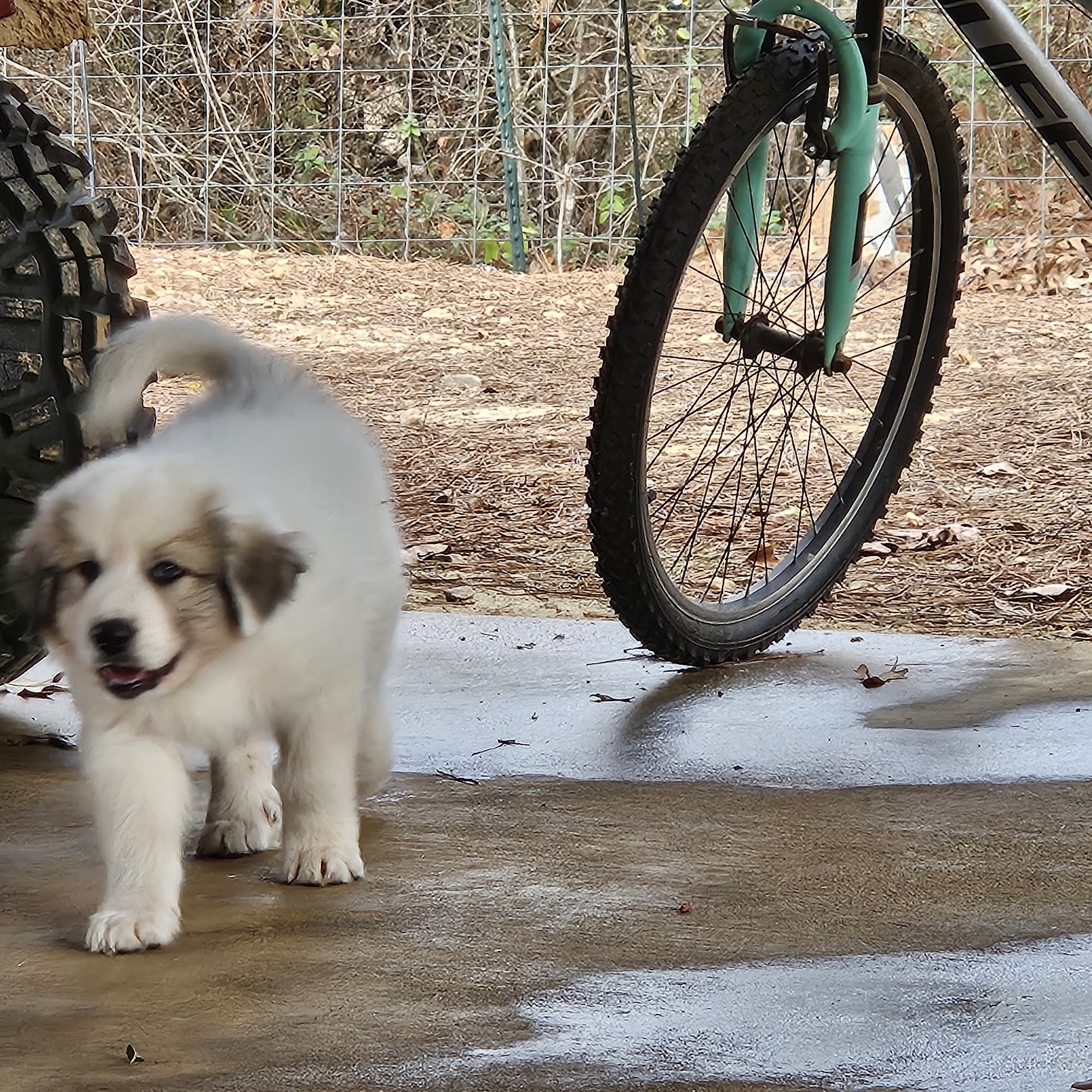 Veterinary Associates Grenada