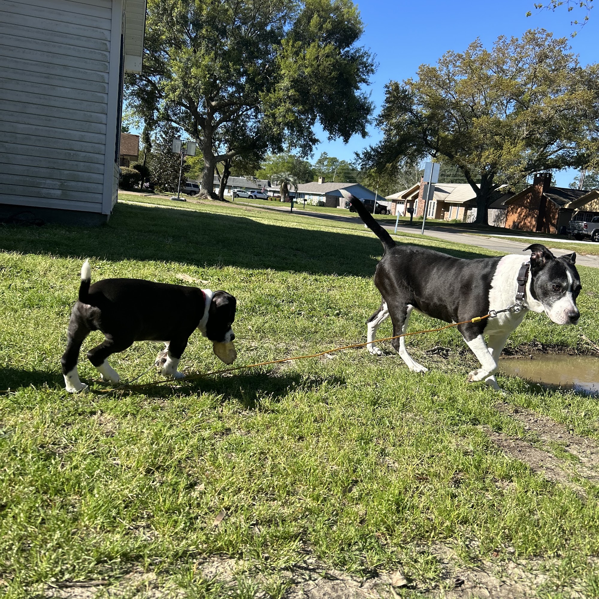 Pelican Bay Mobile Vet Clinic: Saunders Chel DVM Gulfport