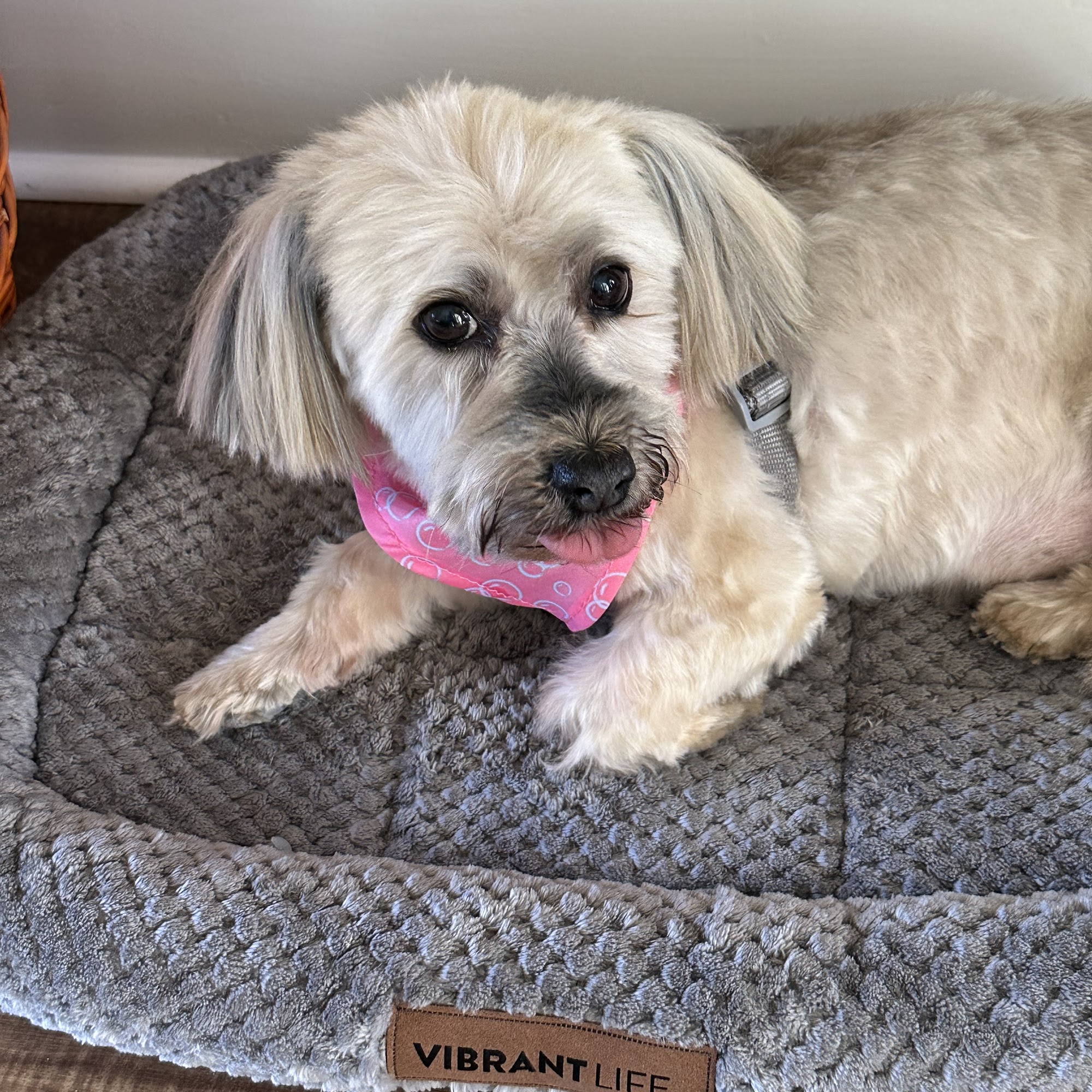 Animal Hospital Of Orange Grove Gulfport