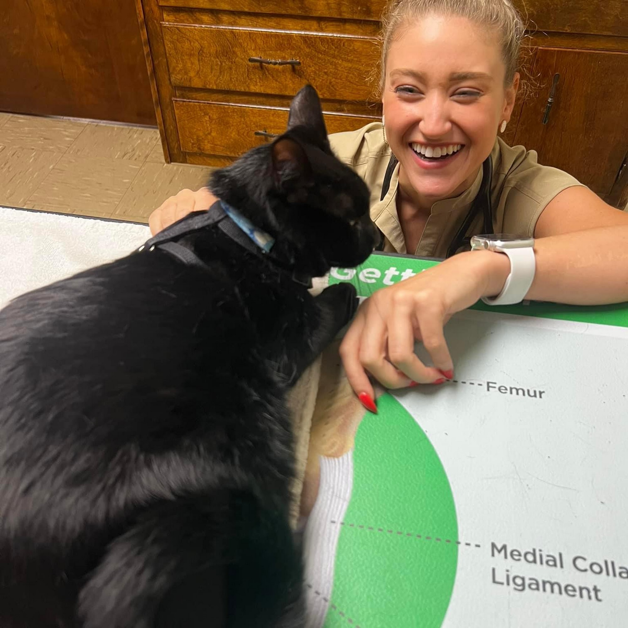 Northwood Hills Animal Hospital Gulfport