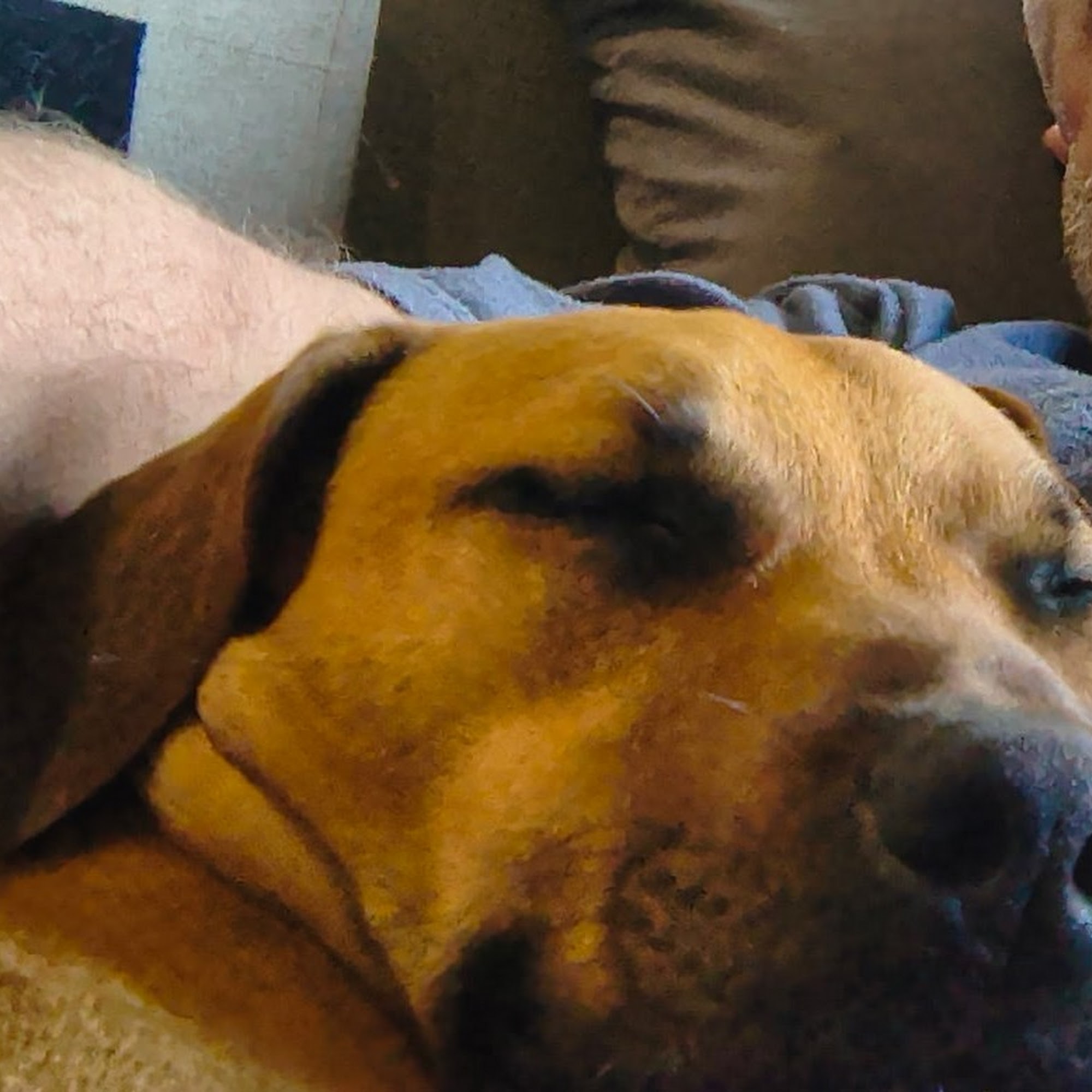 Humane Society of South Mississippi Gulfport