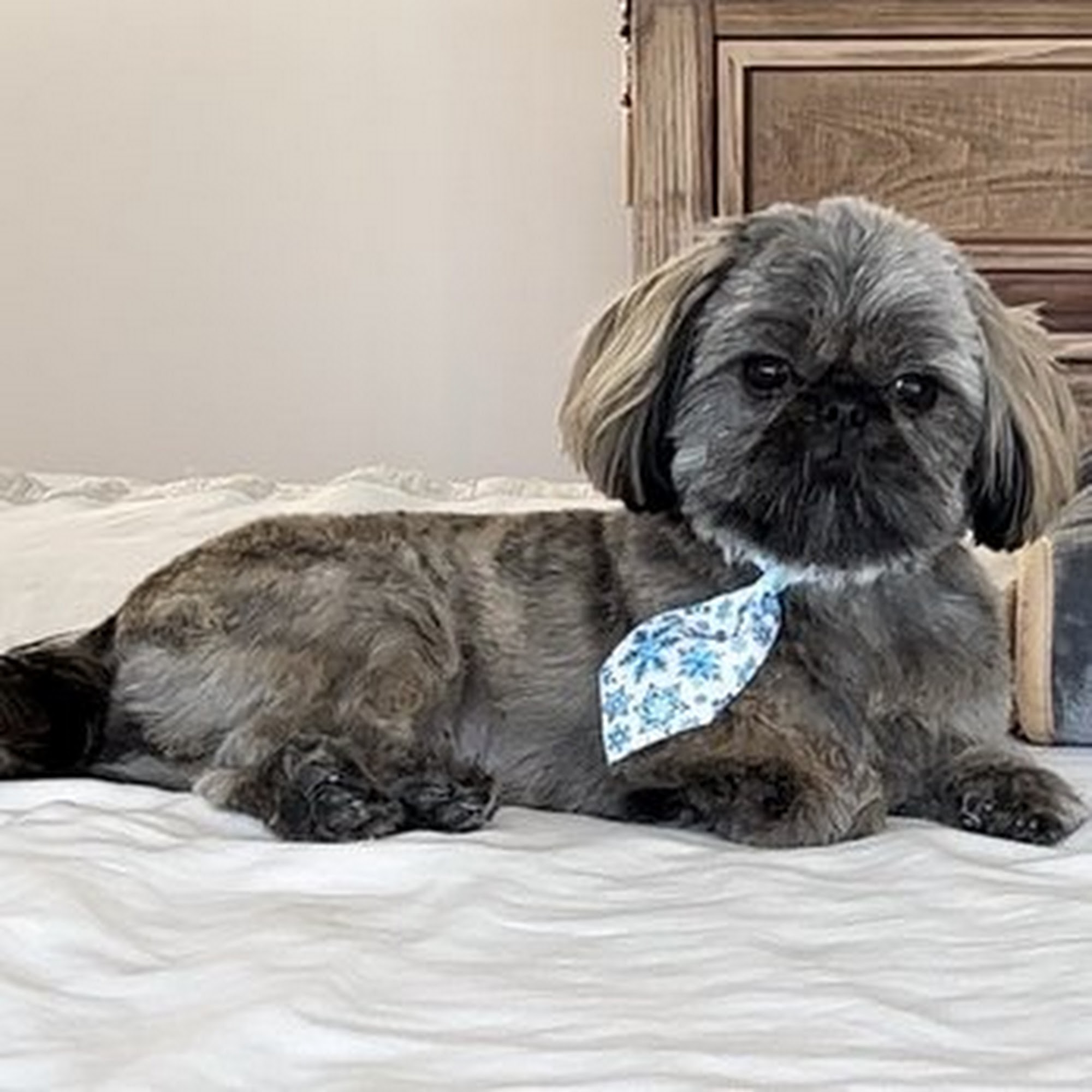 Clip and Dip Dog Grooming, LLC Gulfport