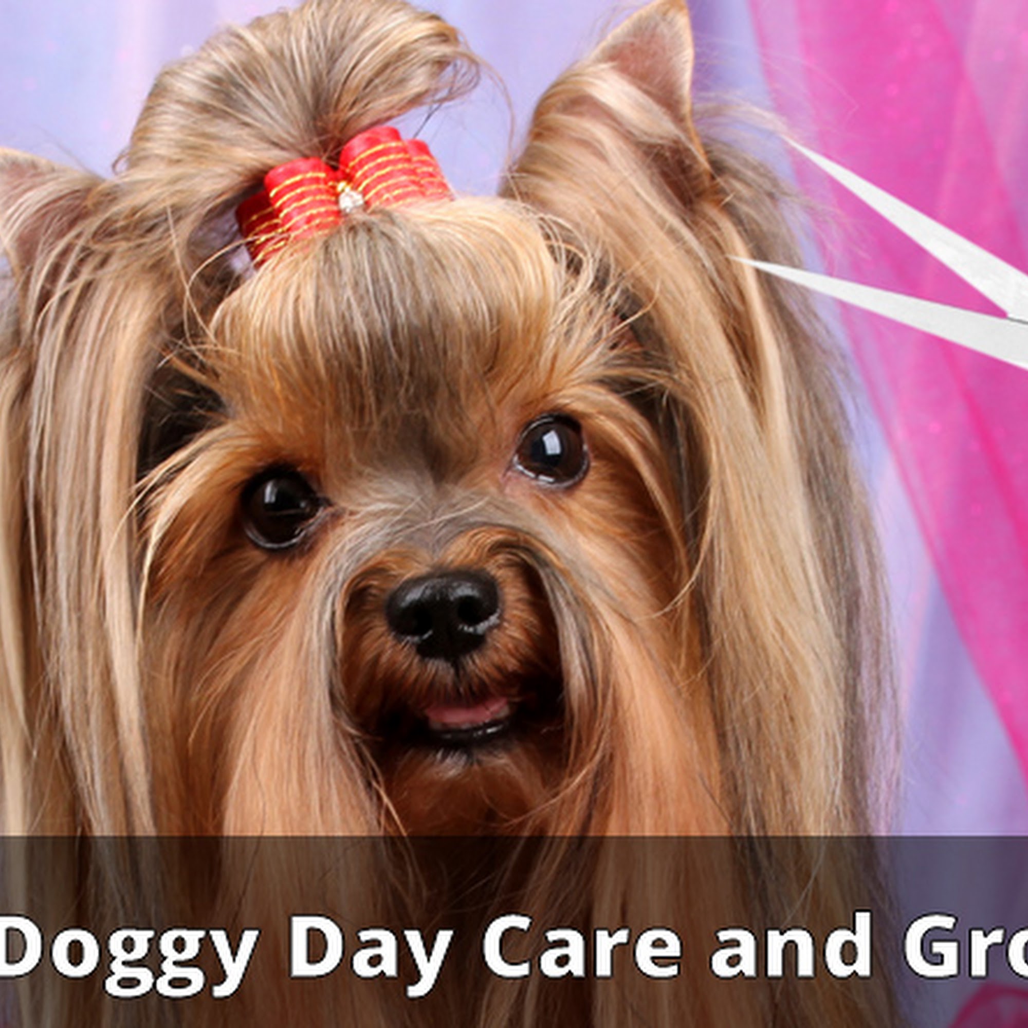 Hollywoof Doggy Day Care and Grooming LLC Gulfport