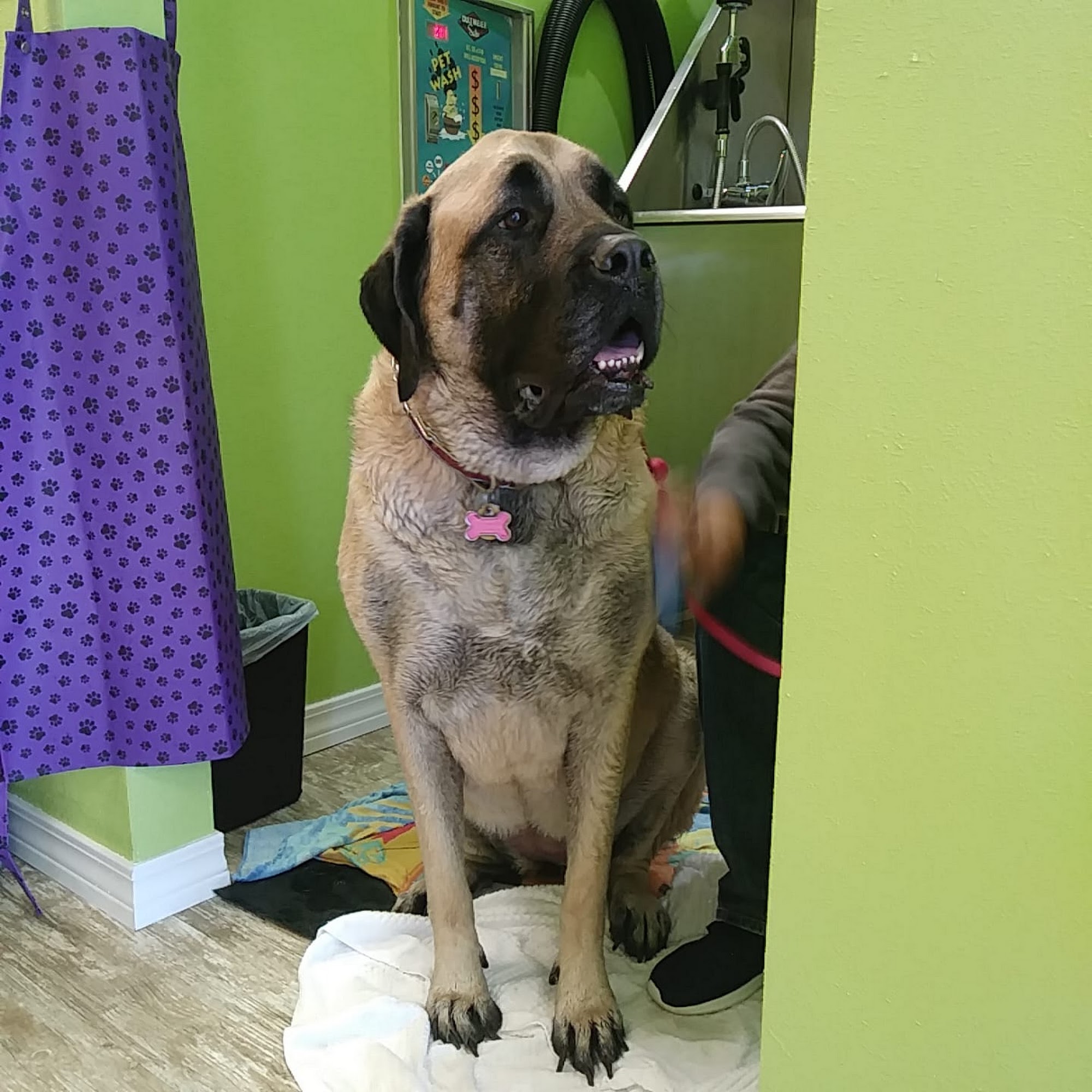 Posh Puppy Parlor