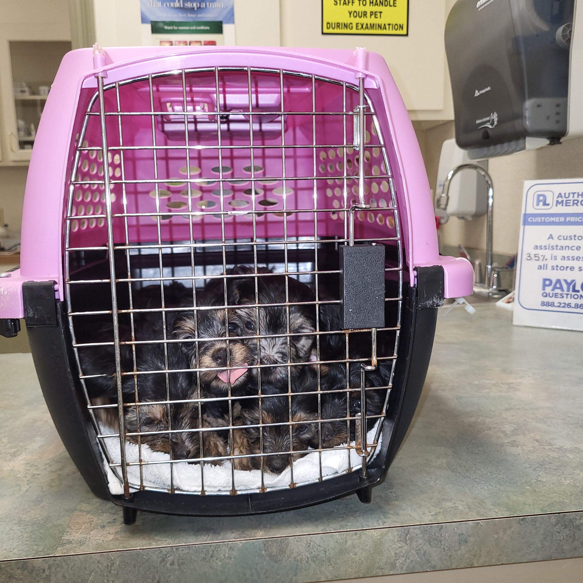 Veterinary Associates of Hattiesburg Hattiesburg