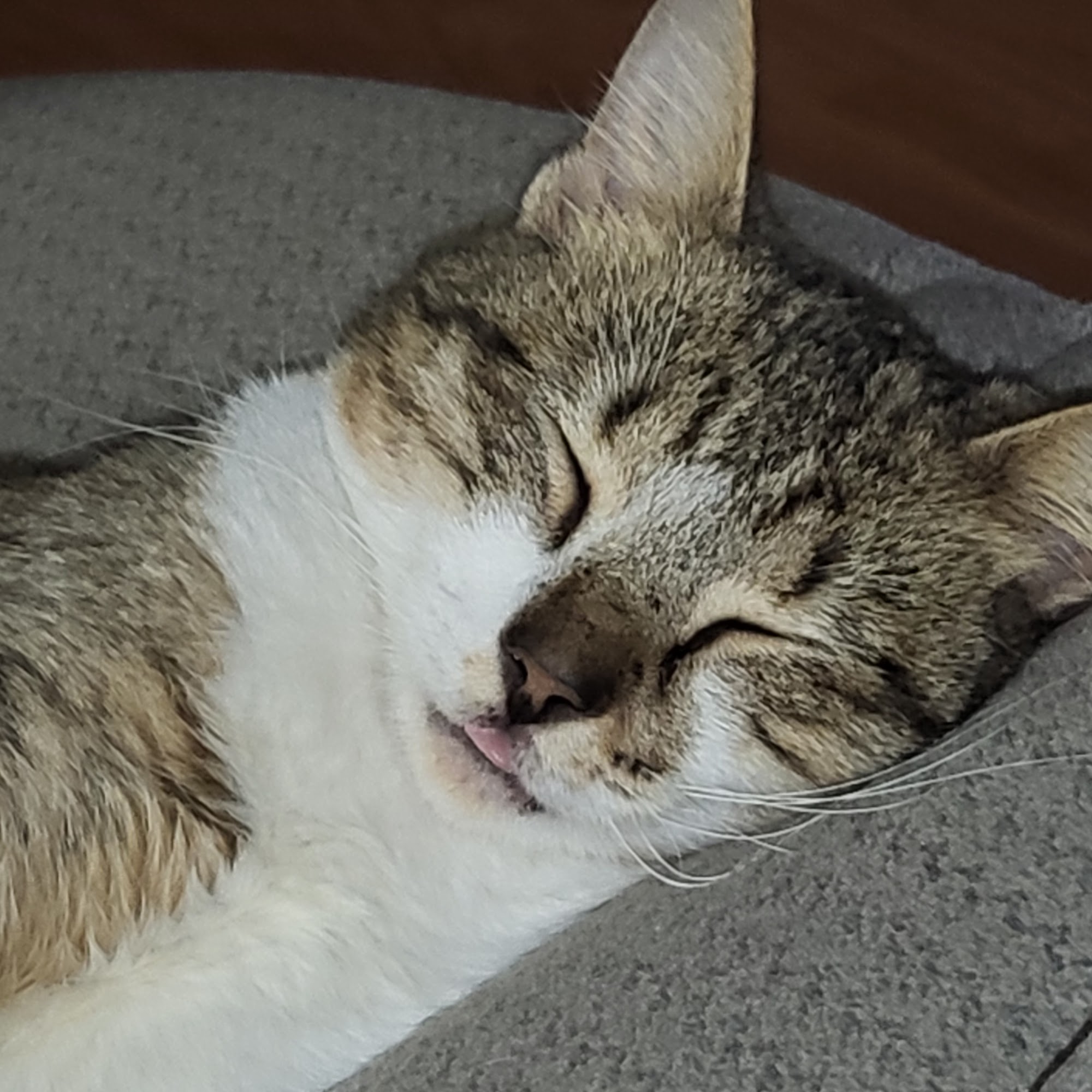 Davis Veterinary Hospital Hattiesburg