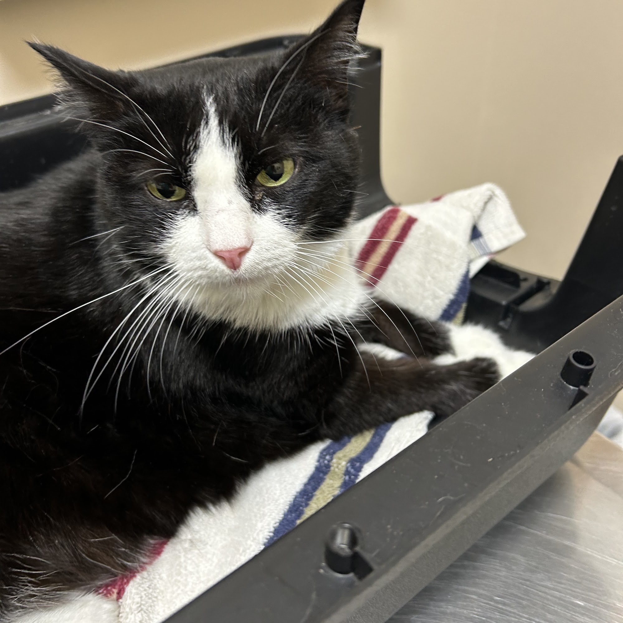 Town & Country Animal Hospital, LLC Hattiesburg