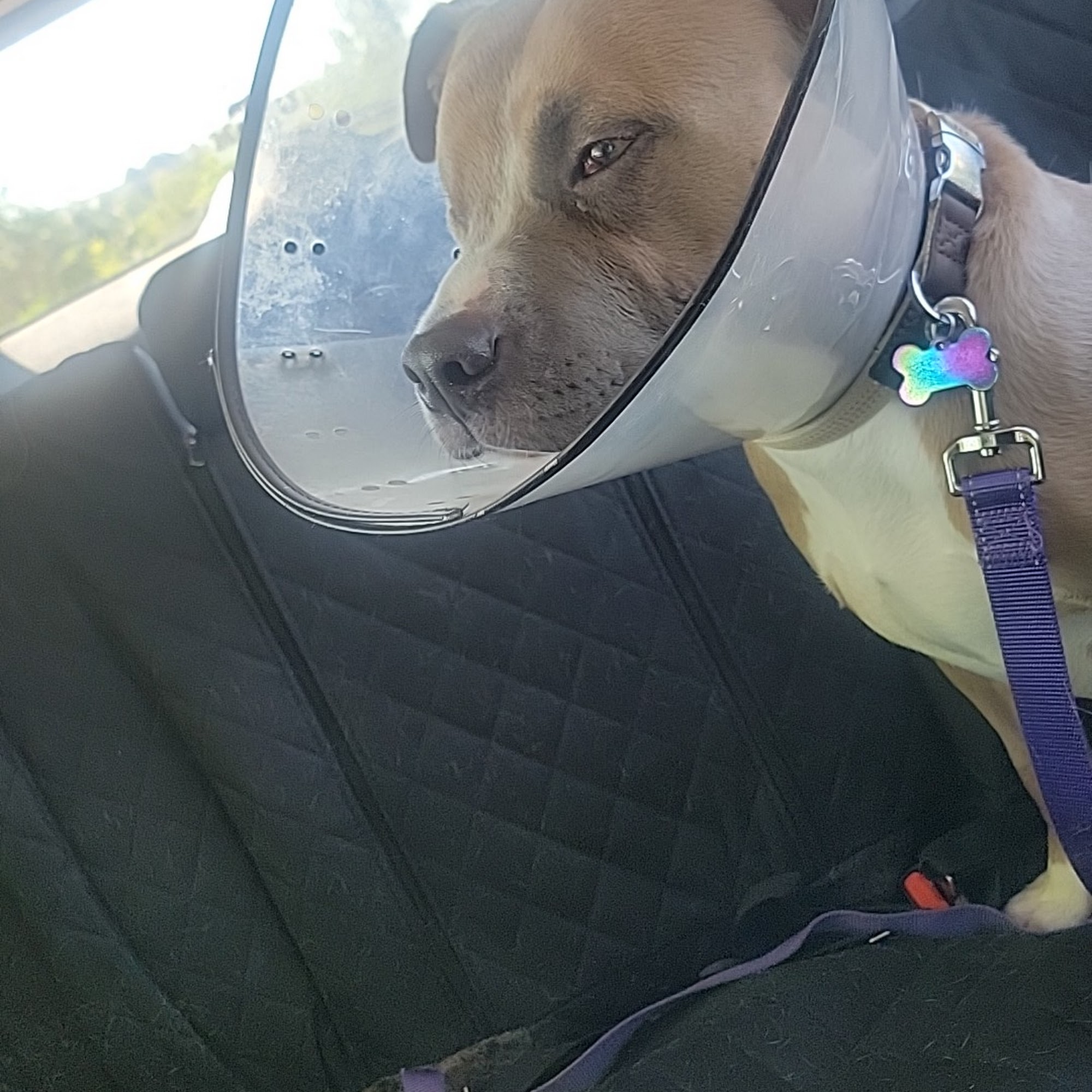 Town & Country Animal Hospital: Ricks Tom DVM Hattiesburg