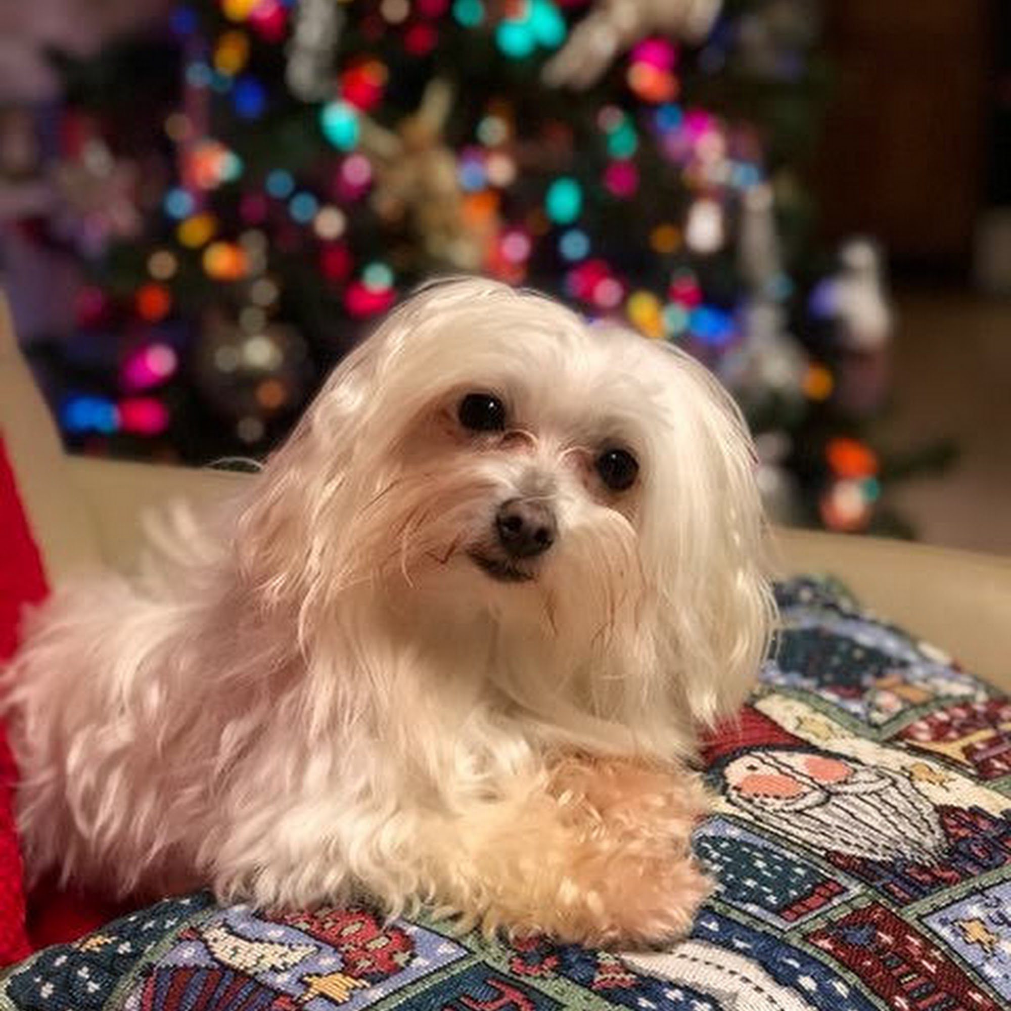 Pine Belt Veterinary Hospital & Kennel Hattiesburg