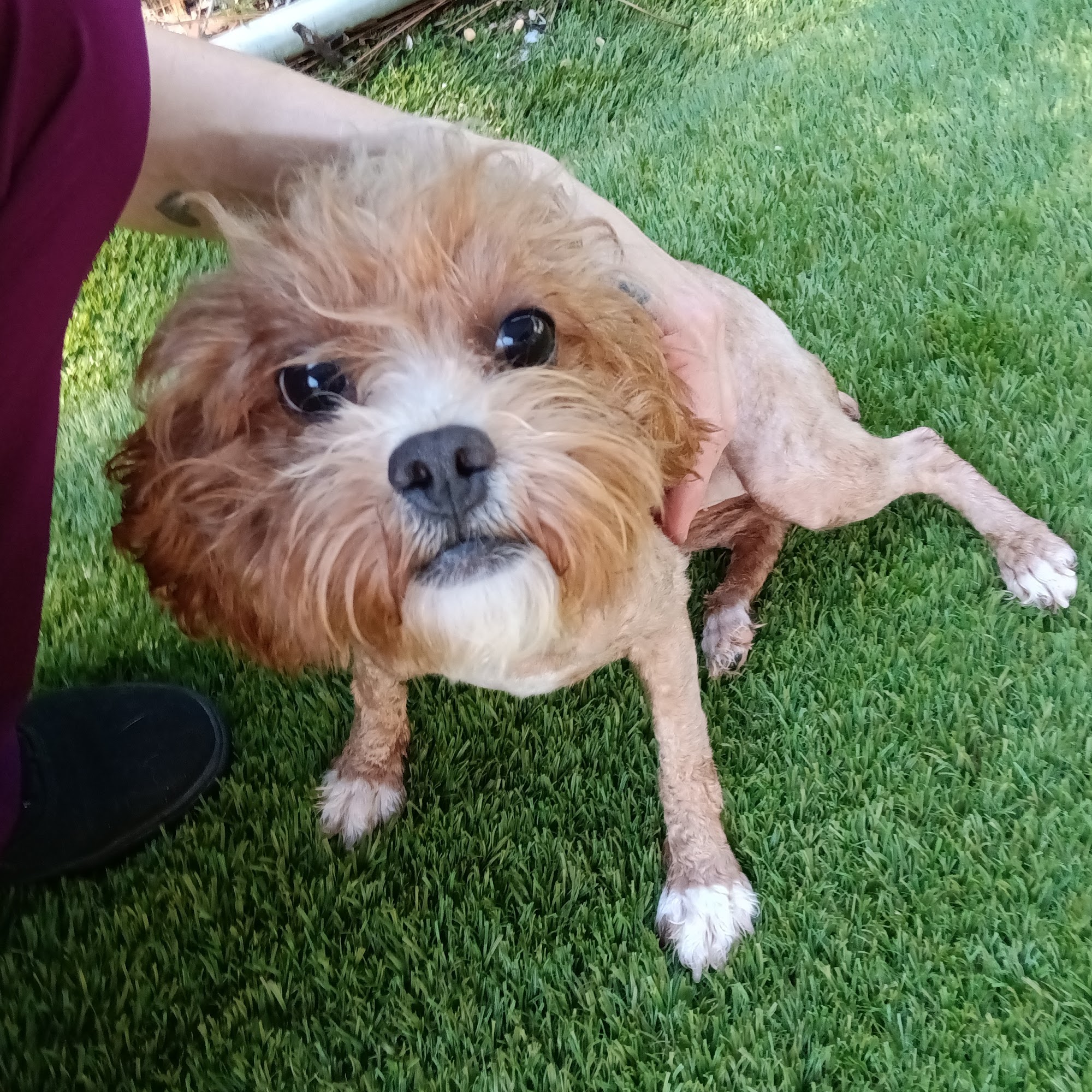 Advanced Pet Care Hattiesburg