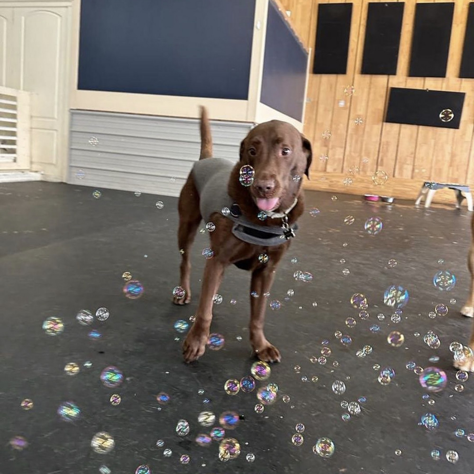 Bow wow Boutique & Daytime Retreat Hattiesburg