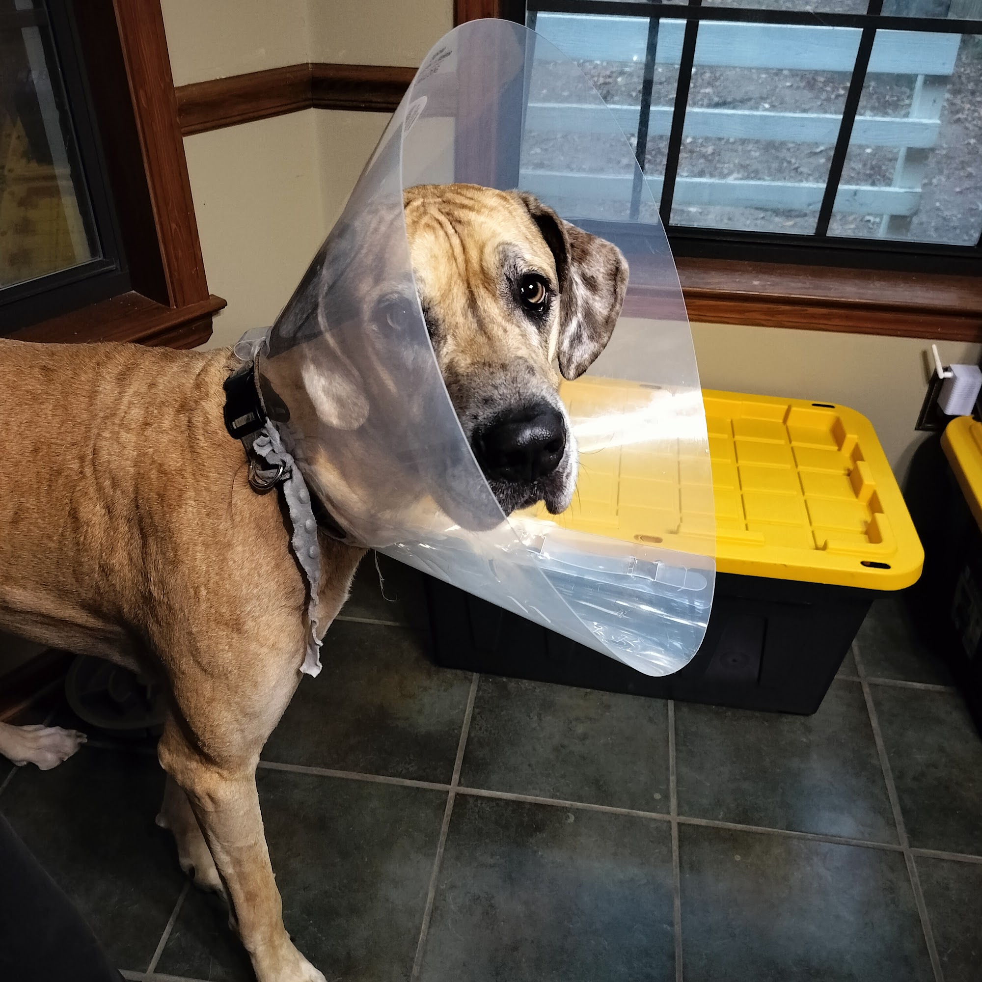 Animal Medical Center Hernando