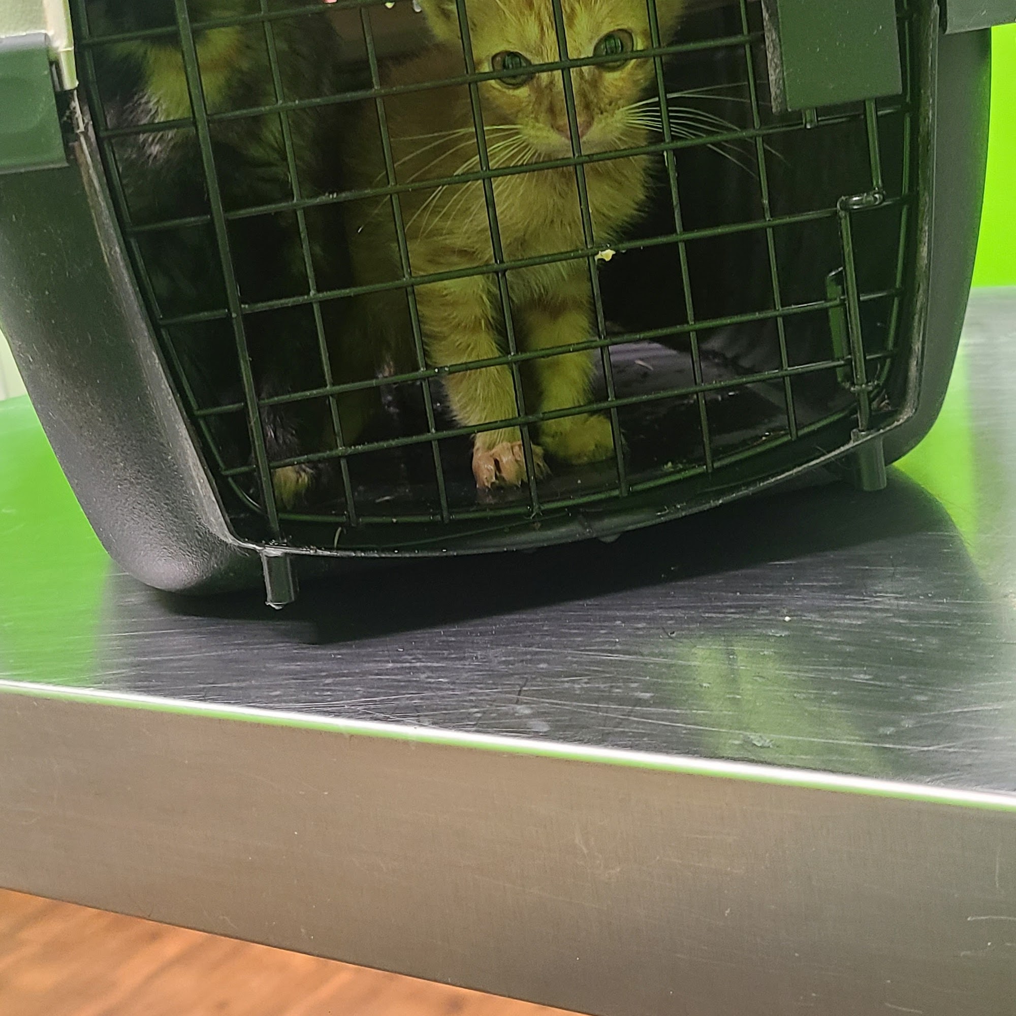 County Seat Animal Hospital Hernando