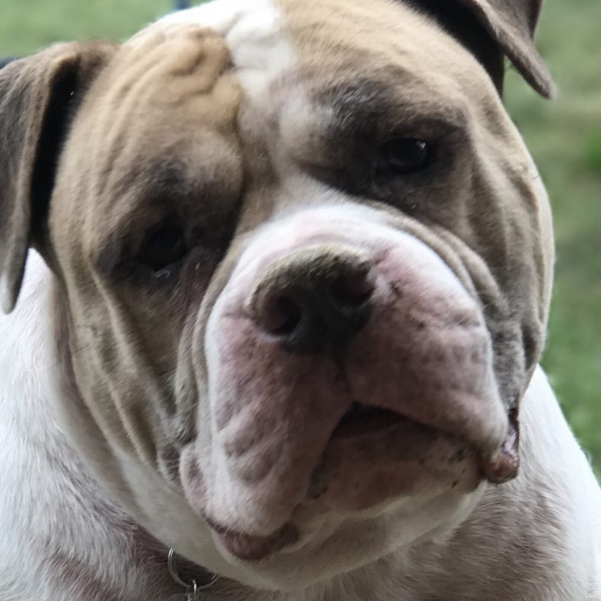 Open Arms Animal Hospital: Rickett Julia DVM Horn Lake