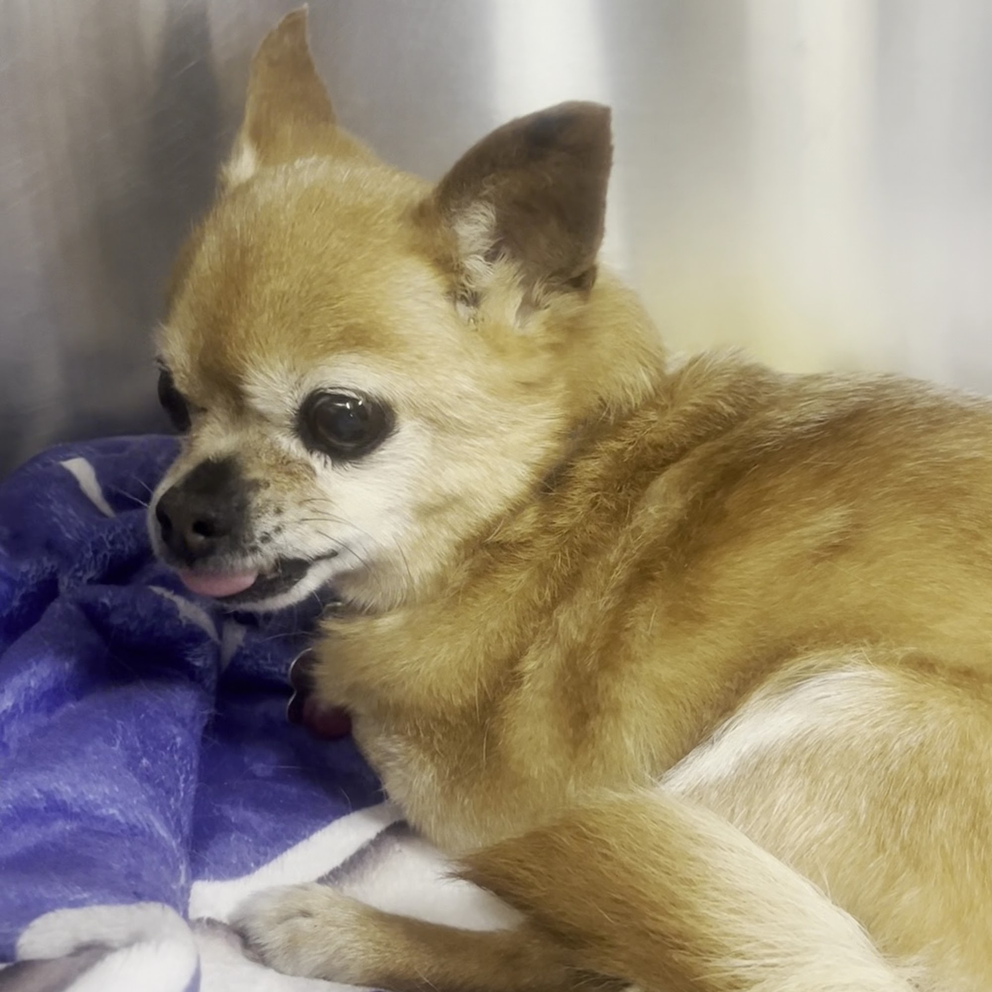 Animal's Choice Veterinary Clinic Iuka