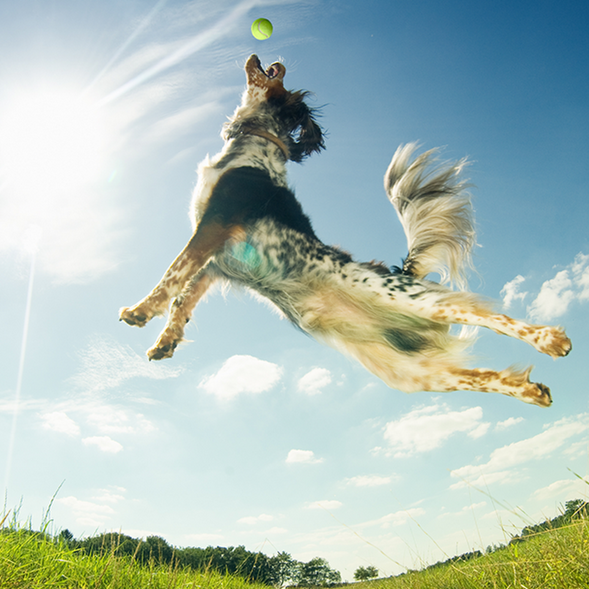 Animal Medical Center Jackson