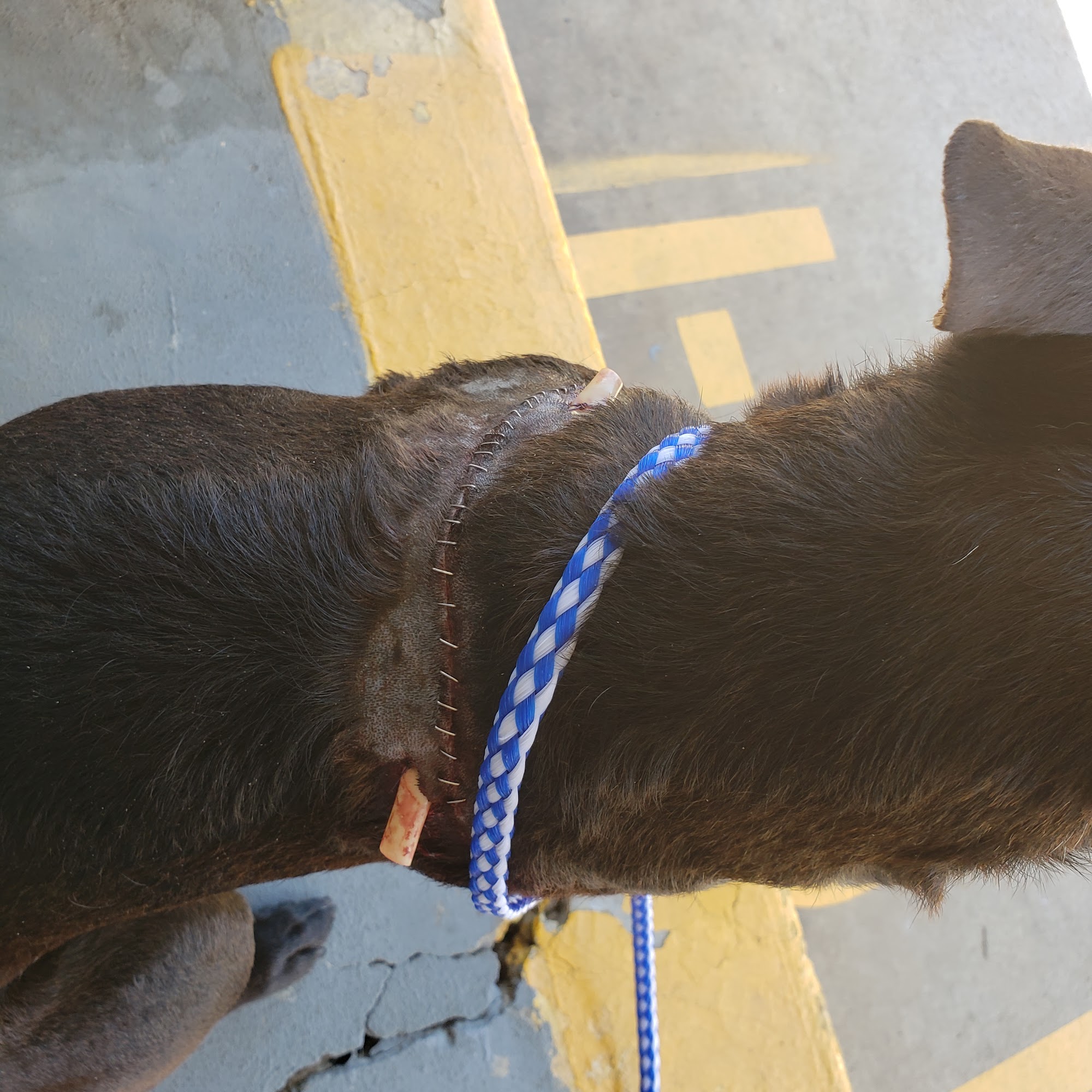 Majure Troy DVM Jackson