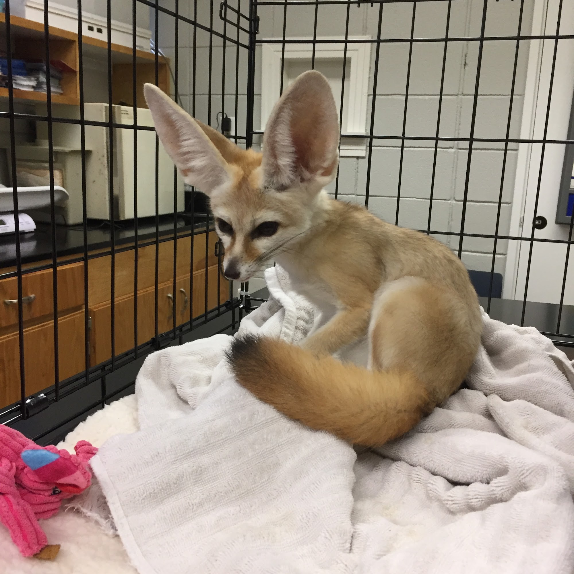 Northside Pet Clinic Jackson