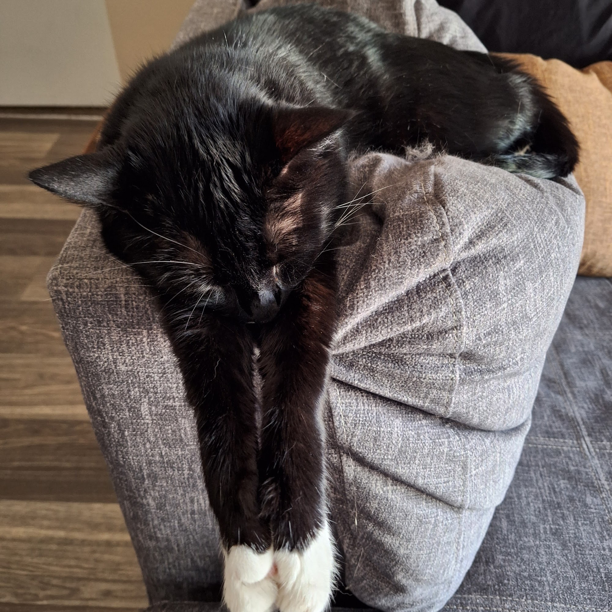 Canton Road Veterinary Hospital Jackson