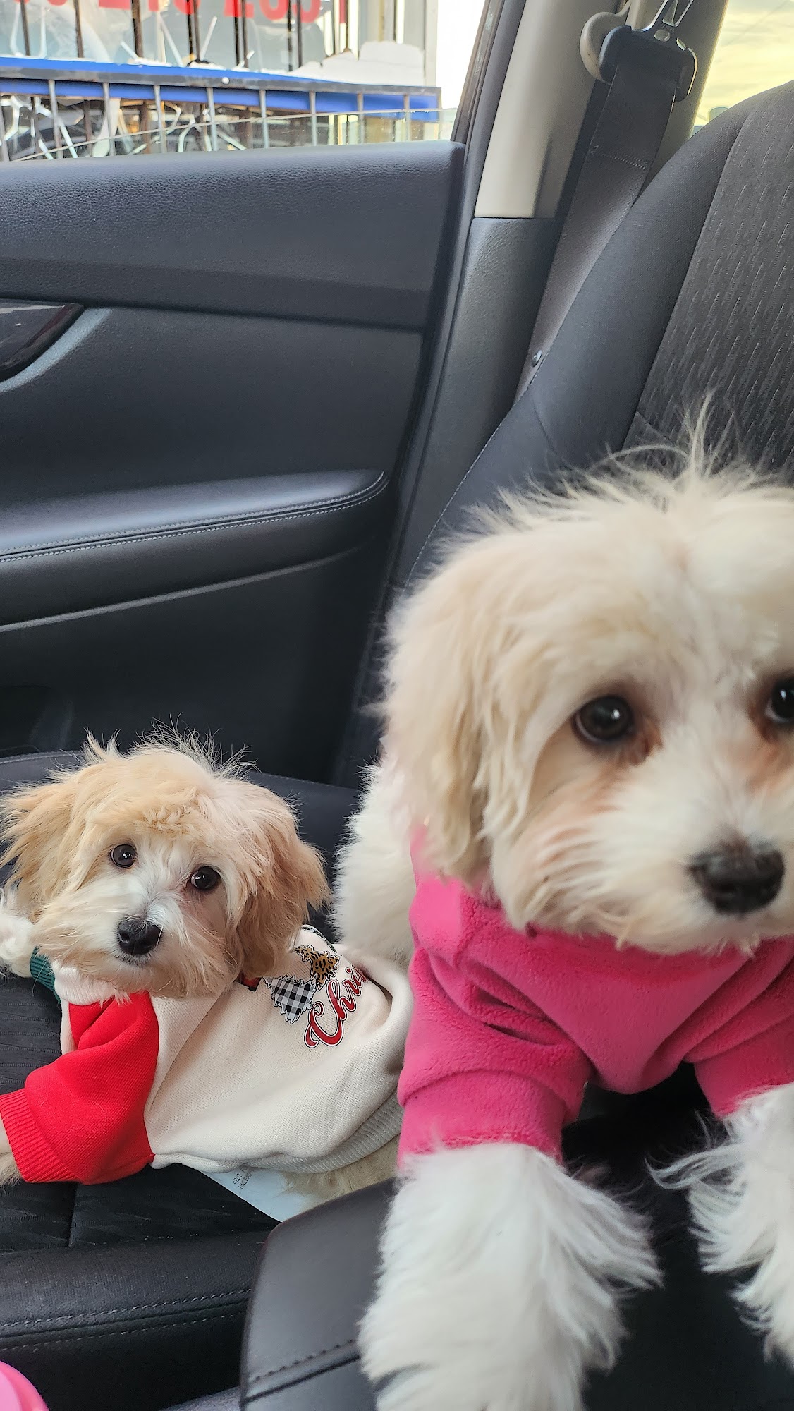 Canton Road Veterinary Hospital Jackson