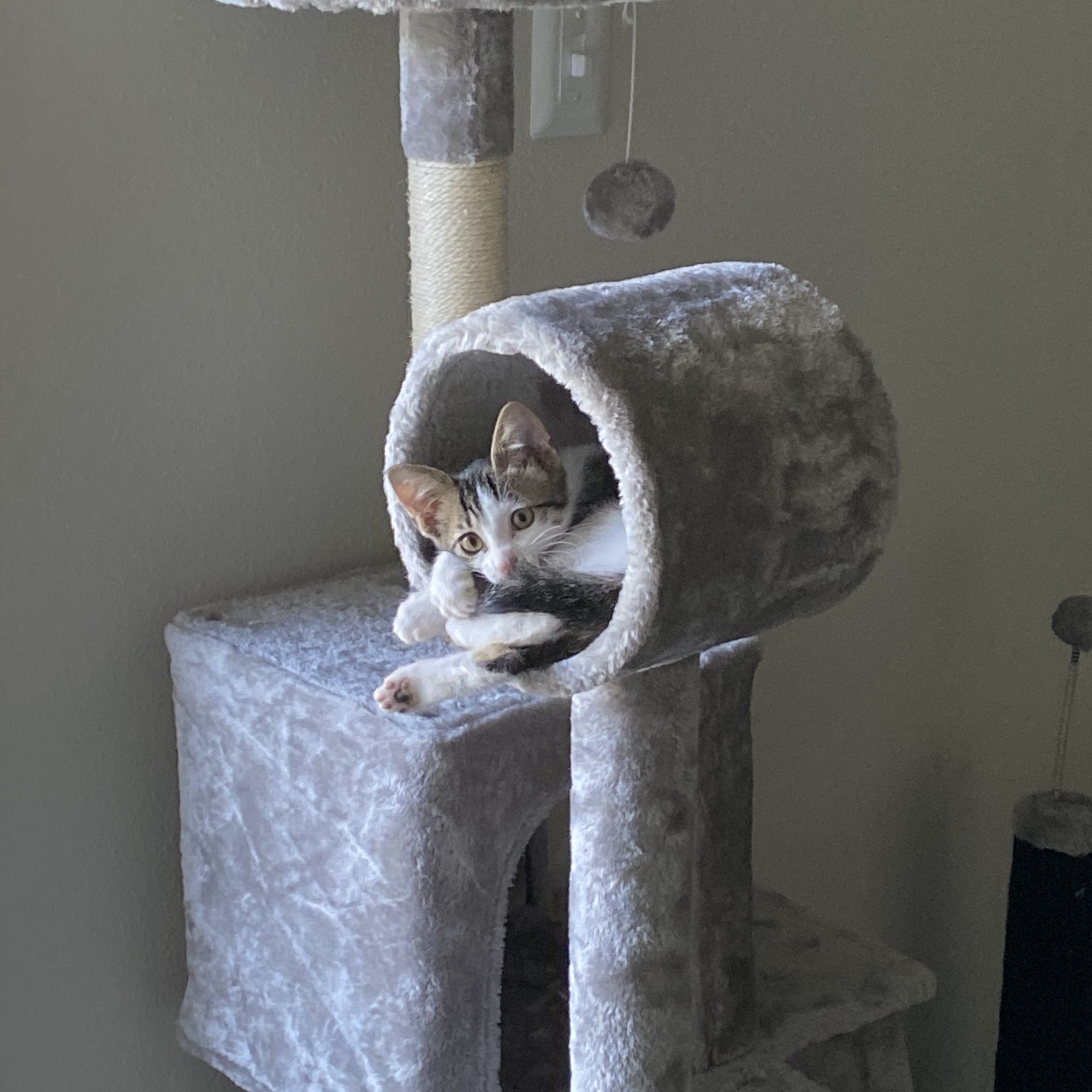 Northtown Animal Clinic Jackson