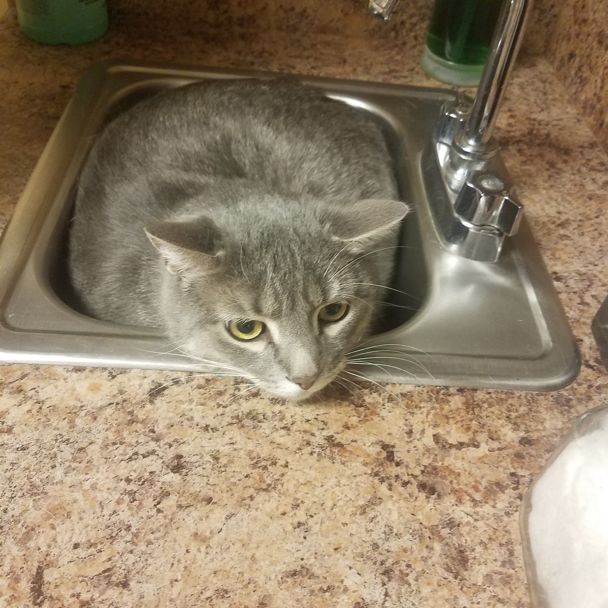 Amy M. Burns, DVM Jackson