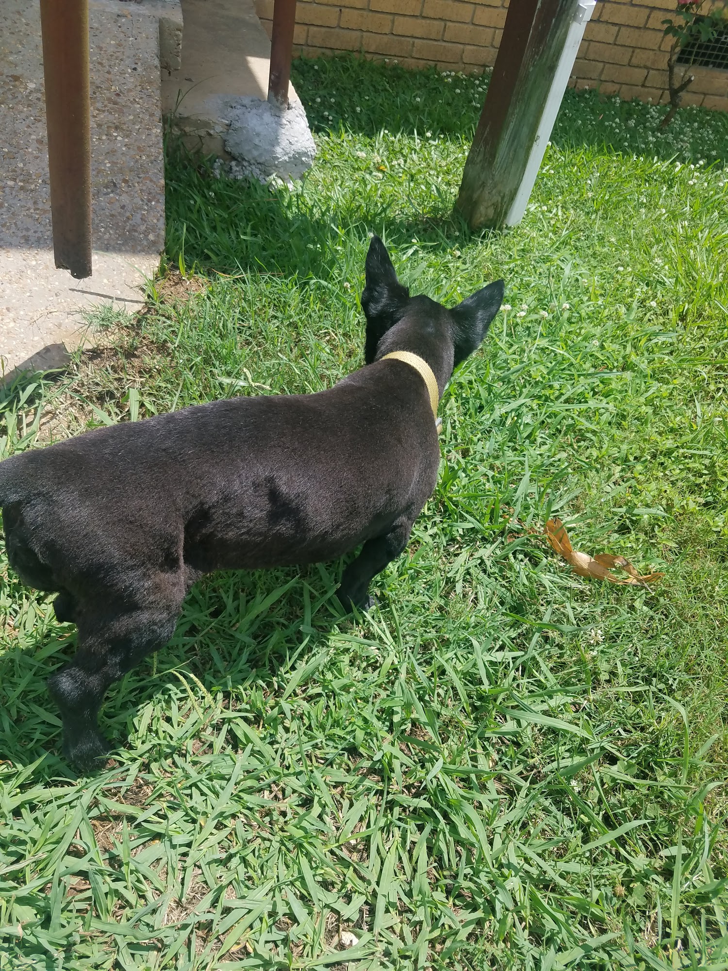 Amy M. Burns, DVM Jackson