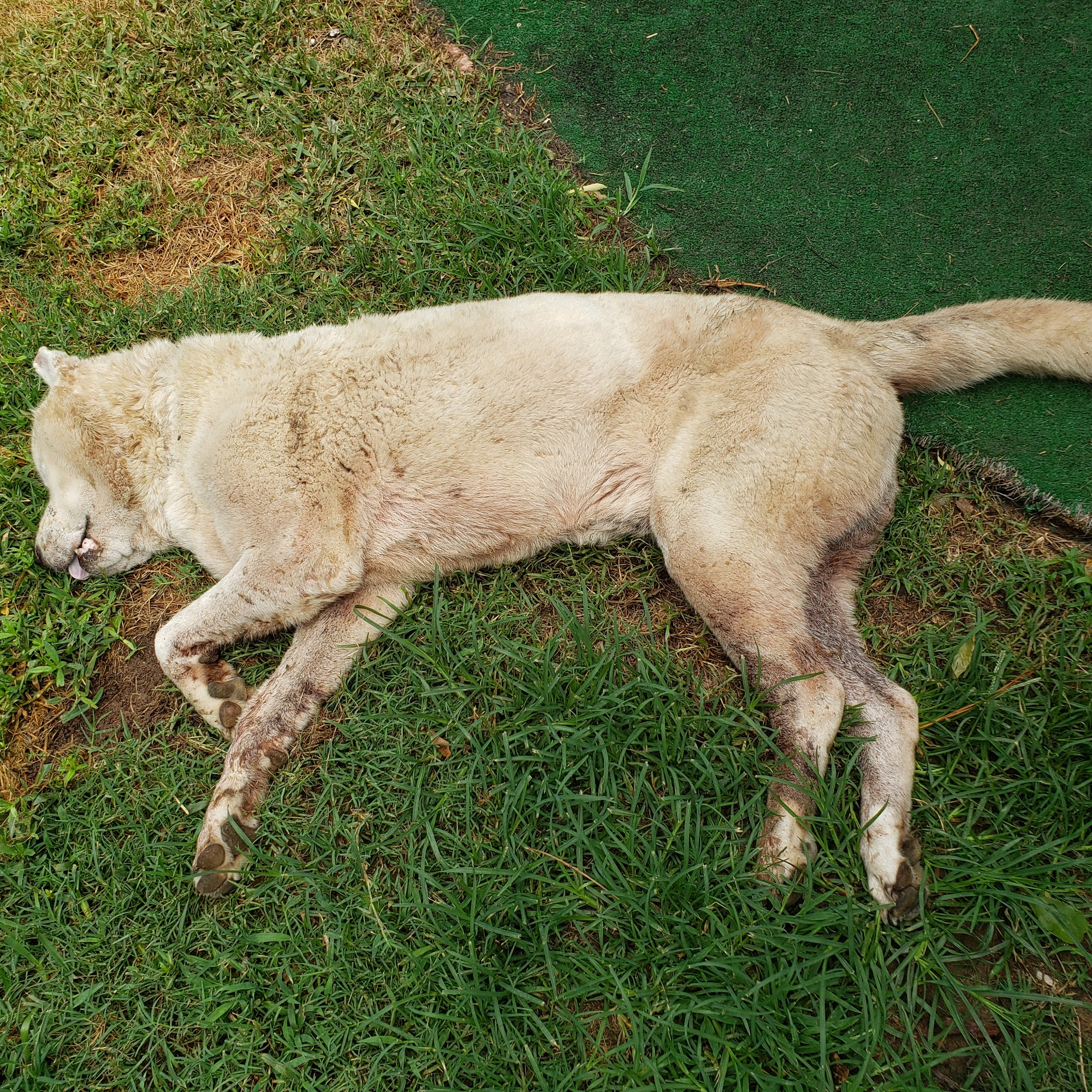 Canton Road Veterinary Hospital: Cefalu Bonnie DVM Jackson