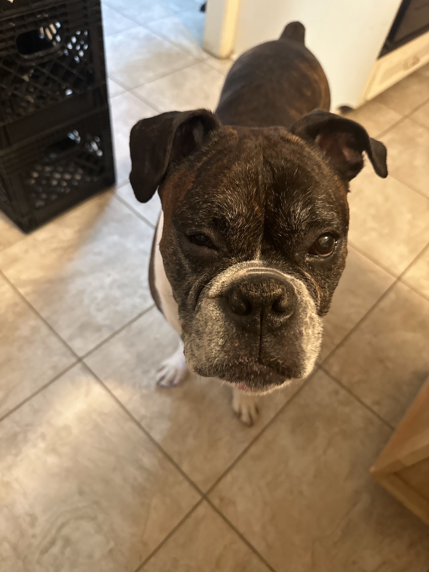 Northeast Animal Hospital Jackson