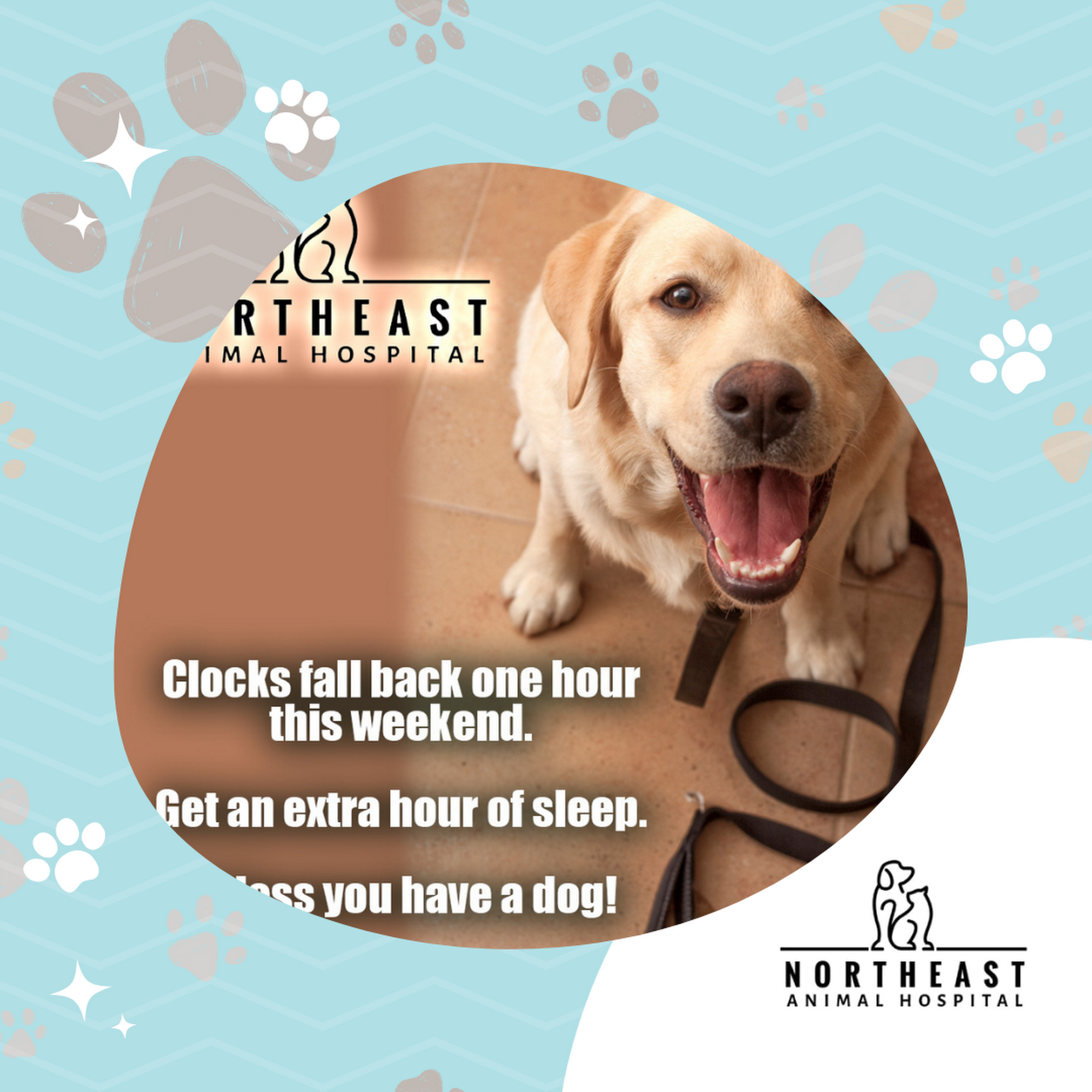 Northeast Animal Hospital Jackson