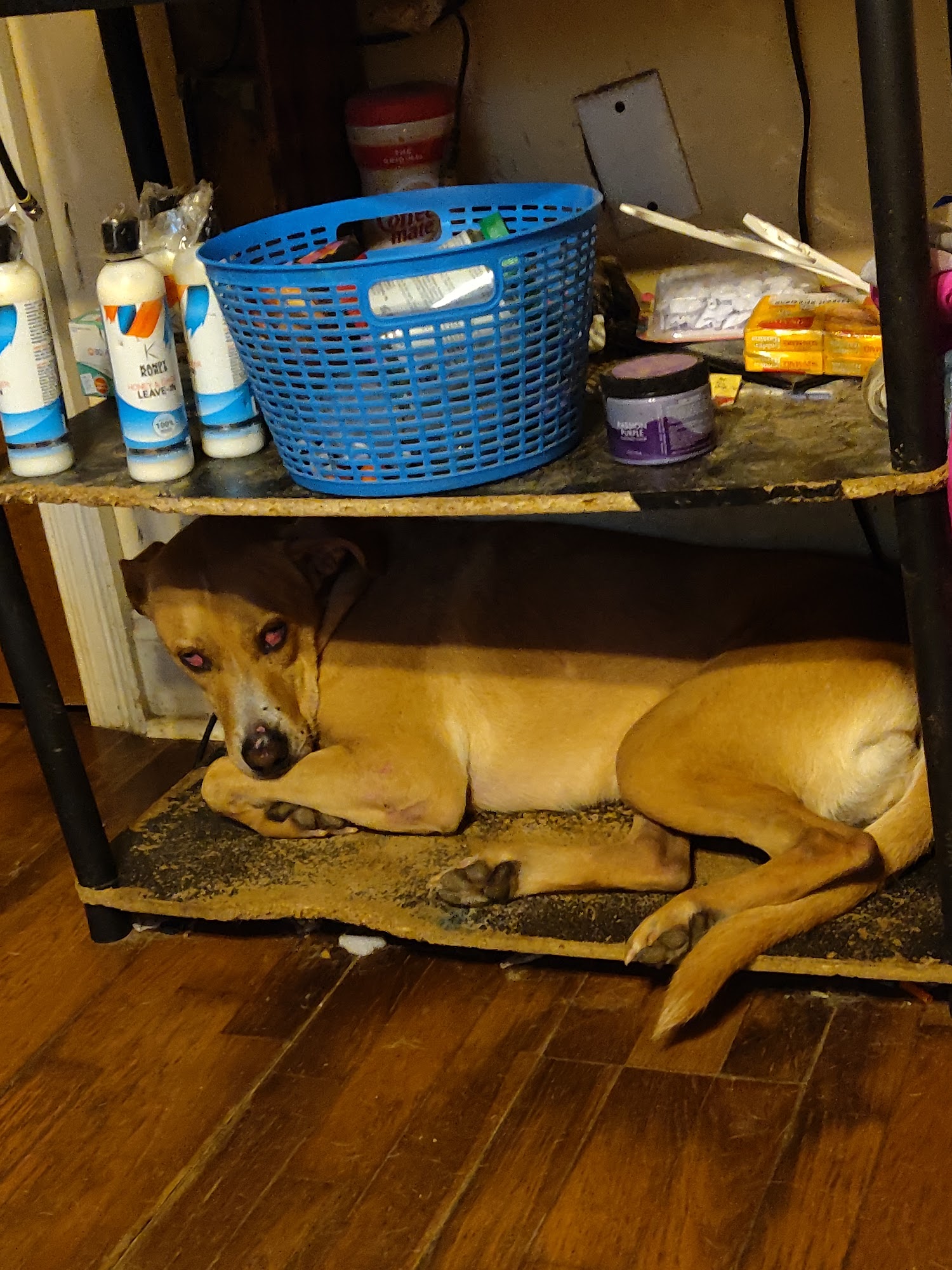 Sullivan Animal Hospital Jackson