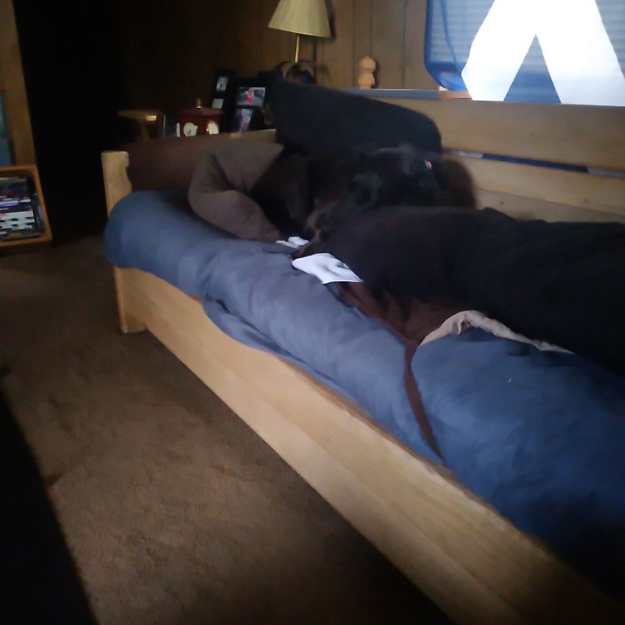 Hancock Animal Clinic Kiln