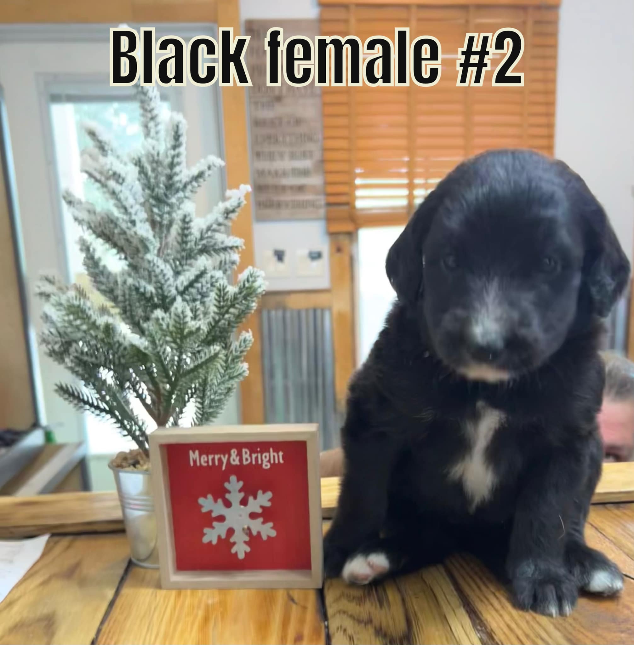 Dogpatchdoggie LLC Kiln