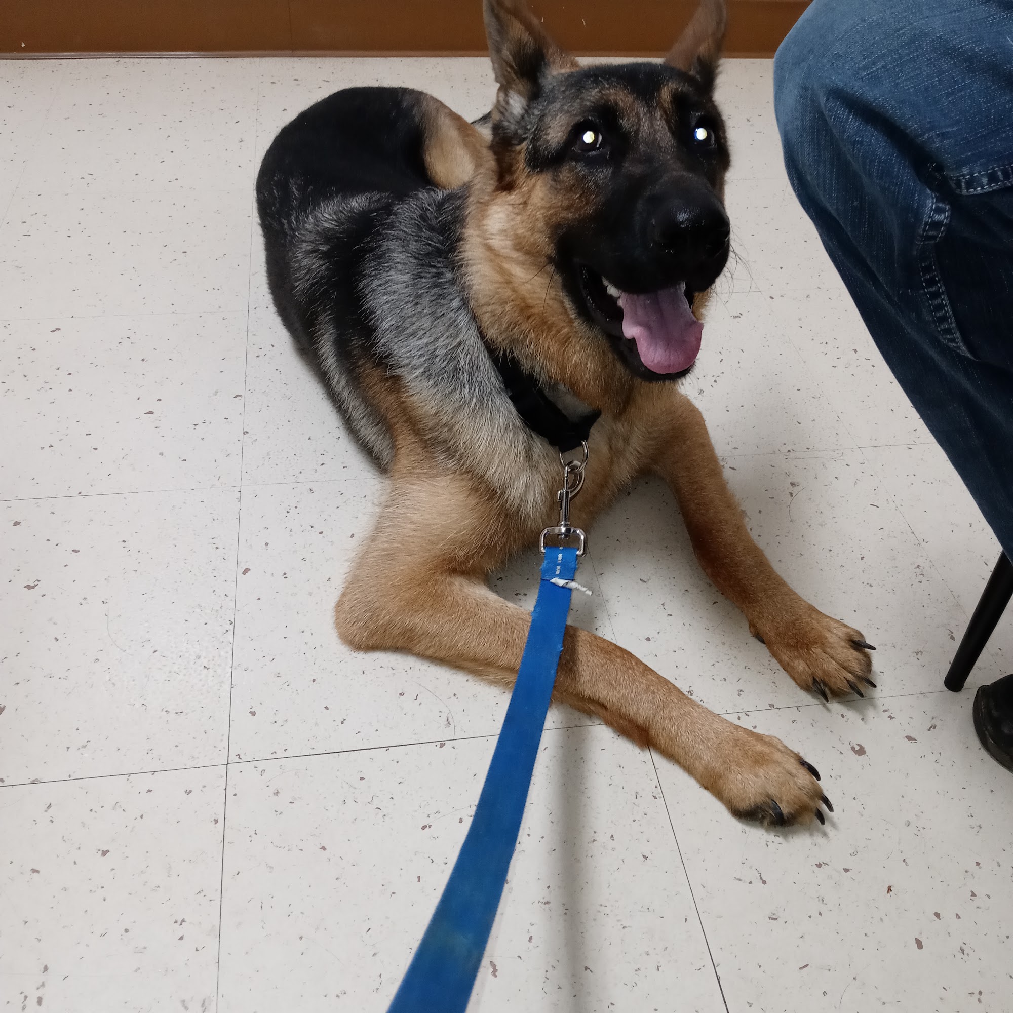 North Jones Animal Hospital Laurel