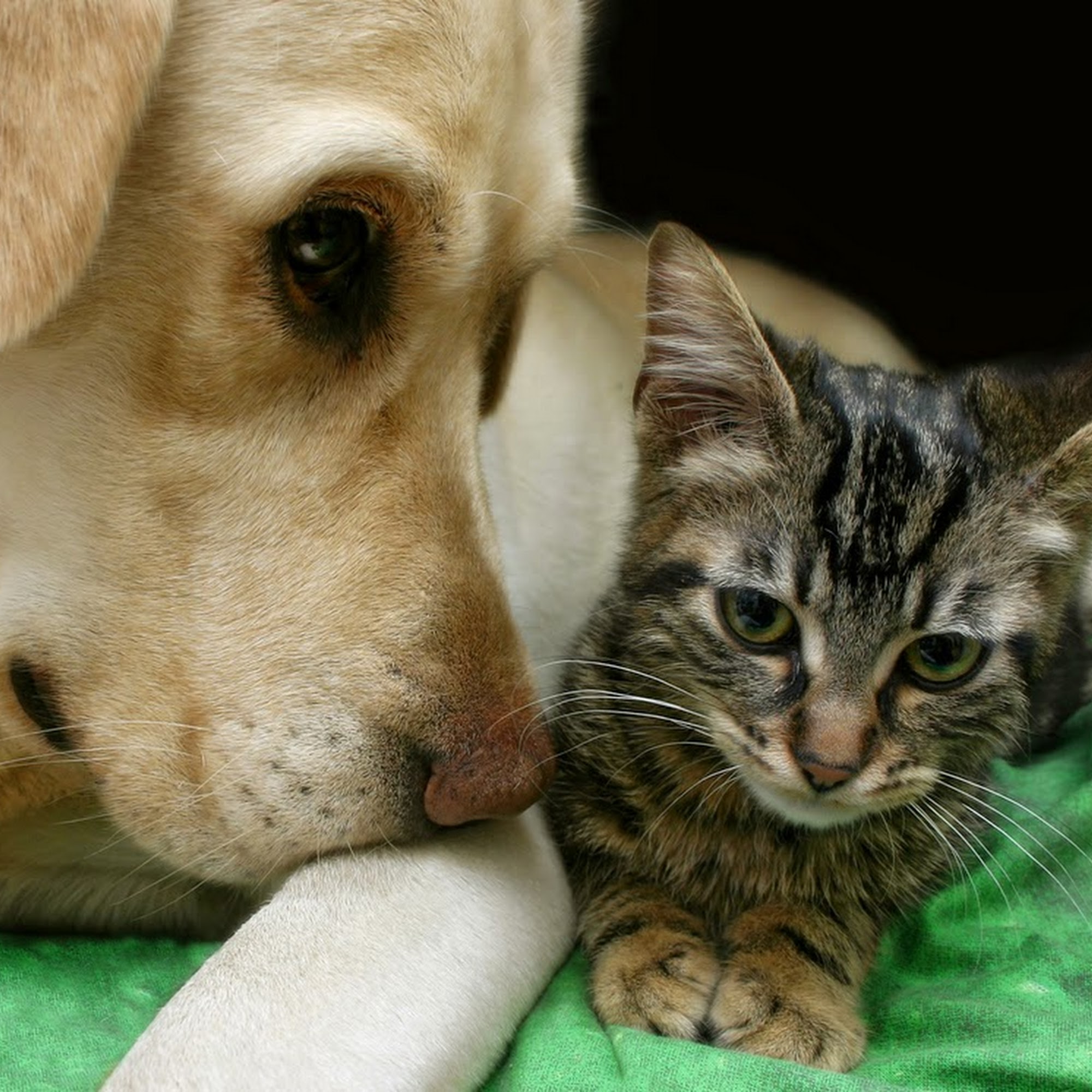 Briarwood Animal Clinic Laurel