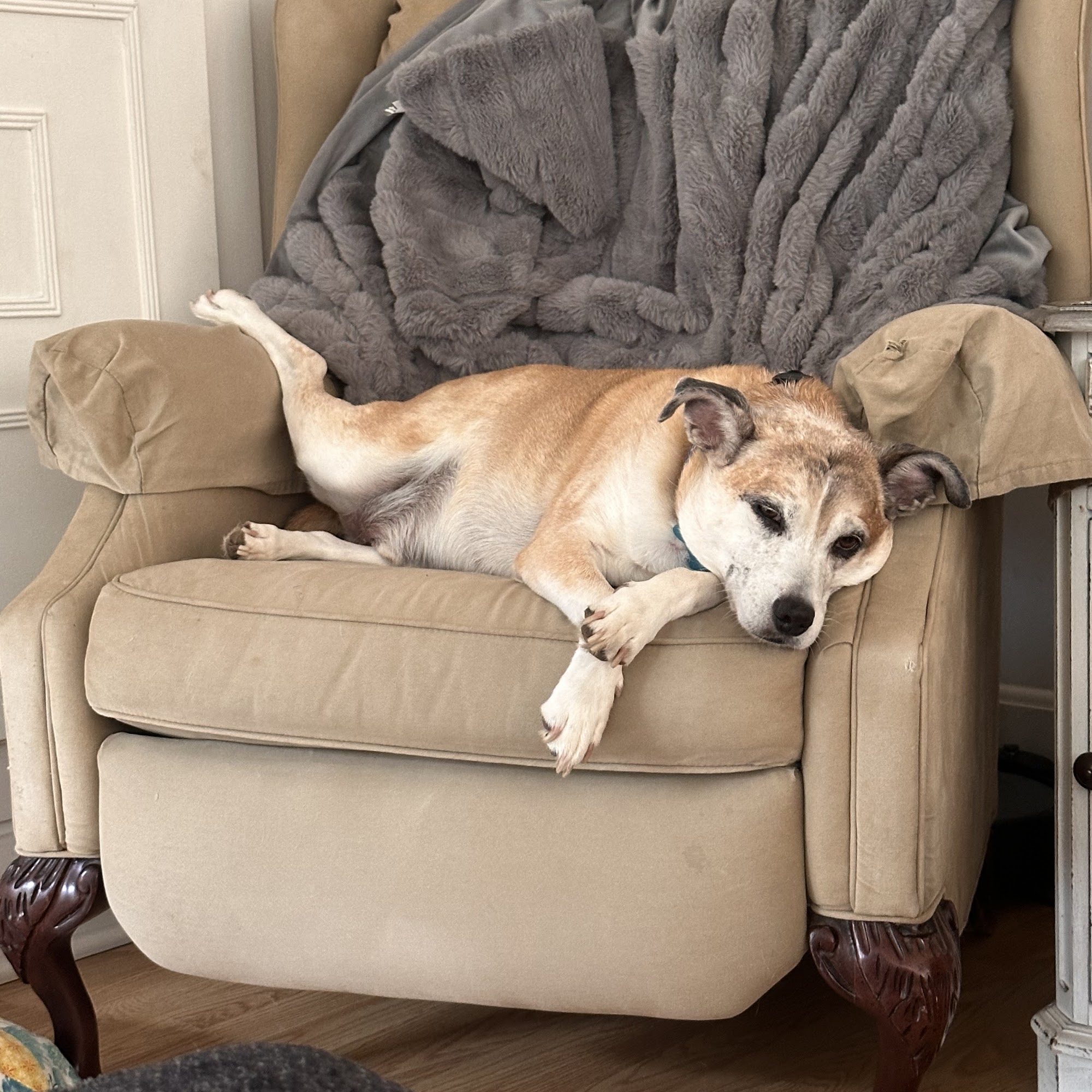 Parkside Animal Hospital Laurel