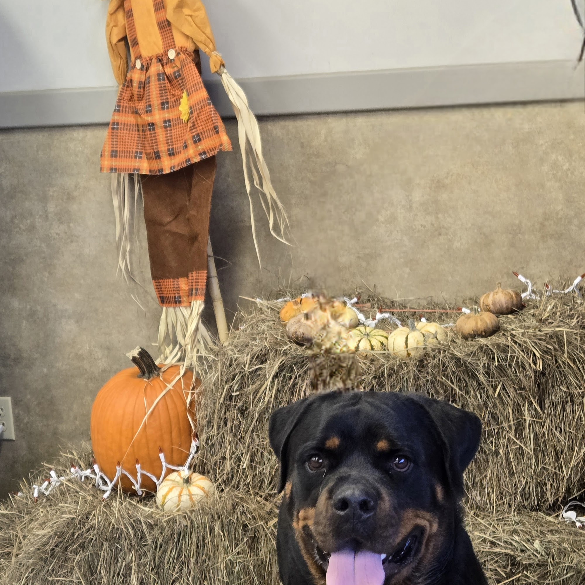 Sawmill Animal Hospital Laurel