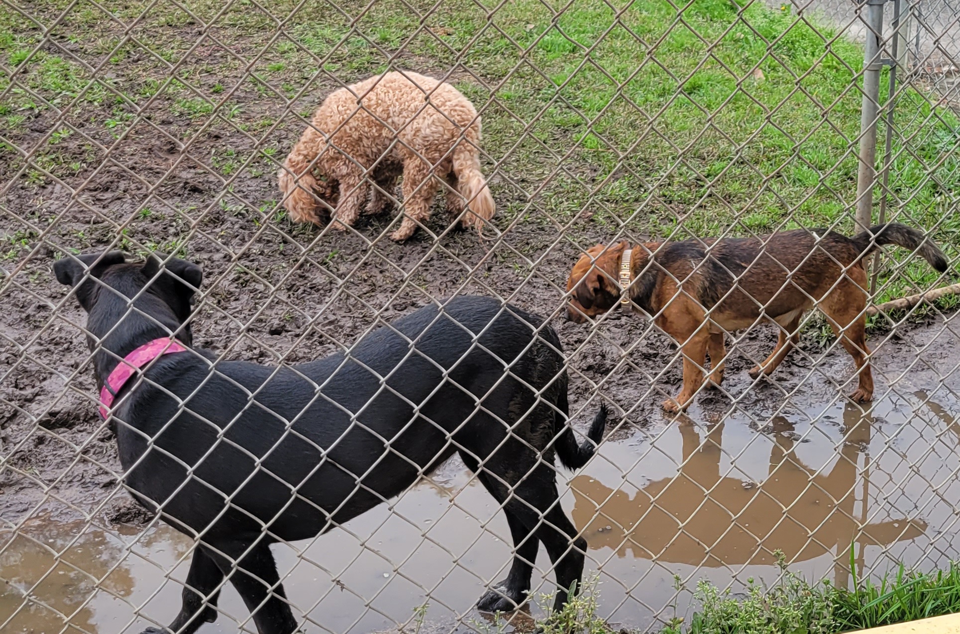 Just Pawz Hotel & Doggie Daycare Laurel