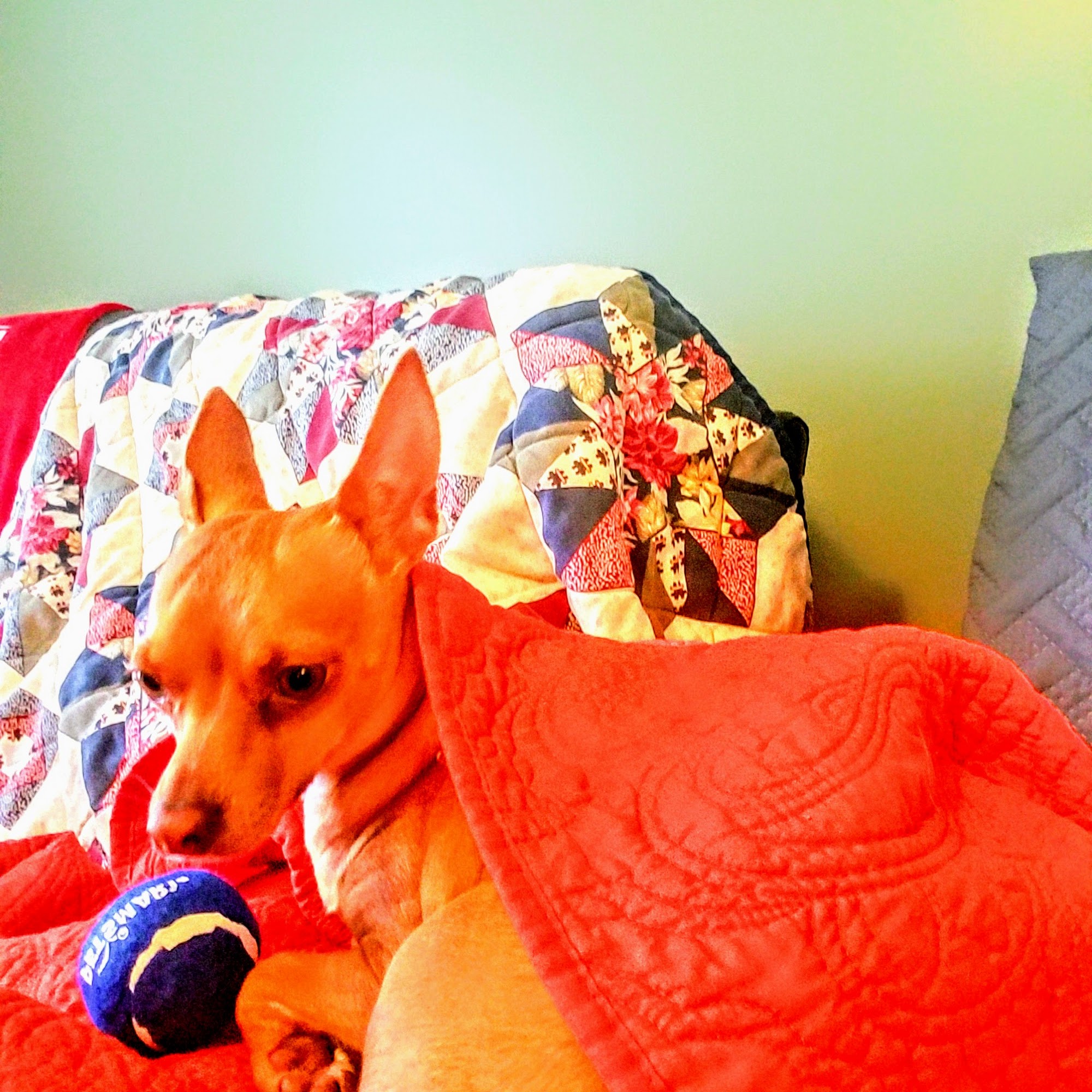 Animal Care Hospital Long Beach