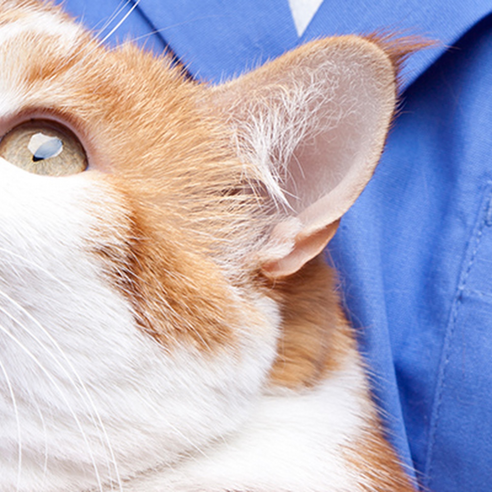 Gingles Animal Clinic Long Beach