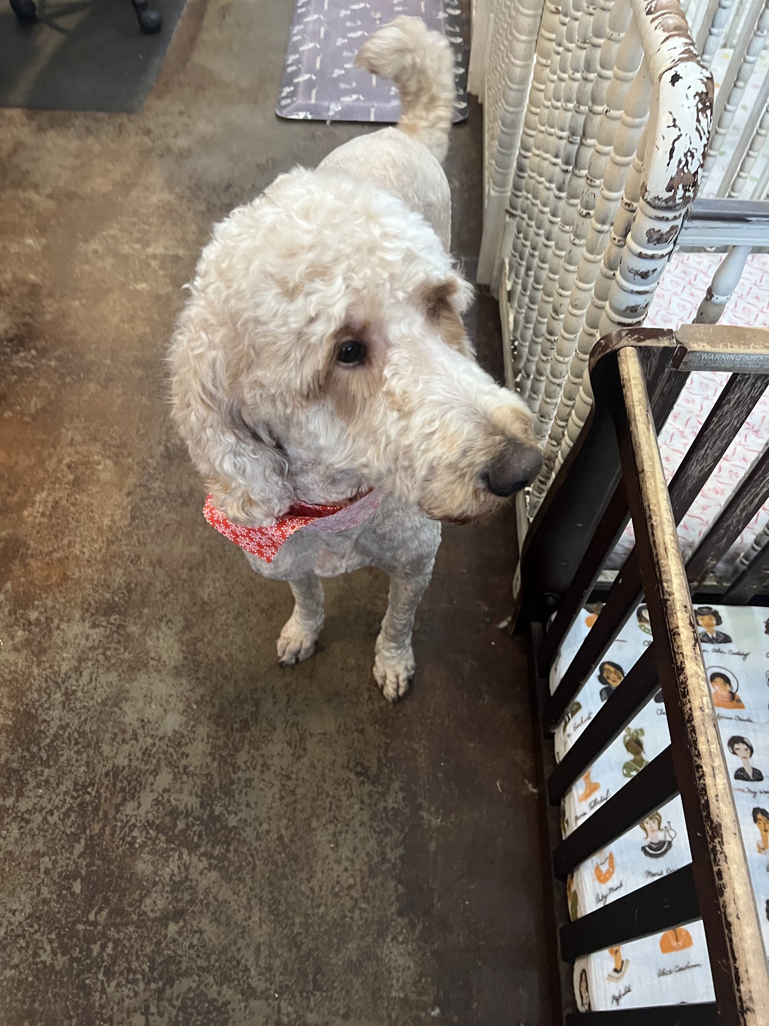 Shaggy Chic Pet Salon Long Beach