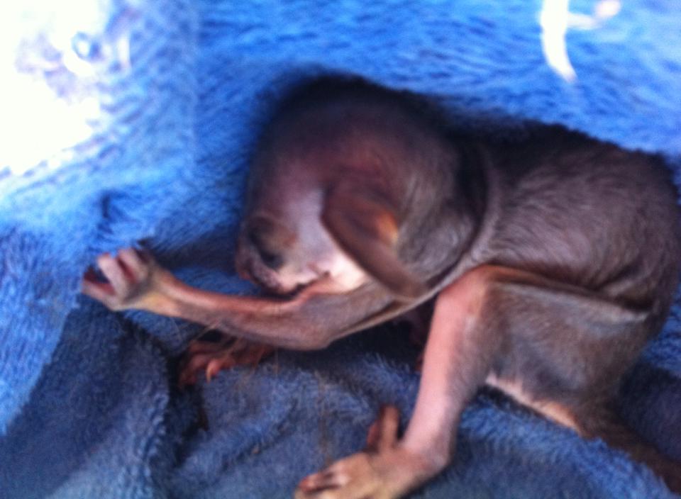 Rocket Pest Control Inc