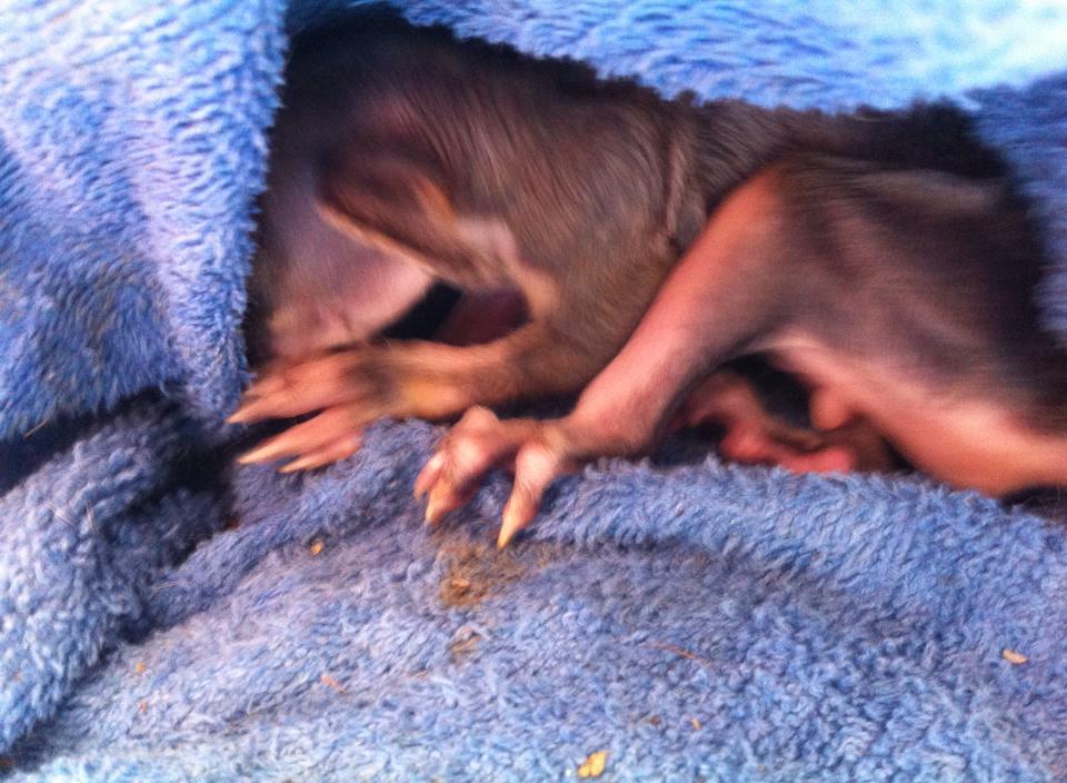 Rocket Pest Control Inc