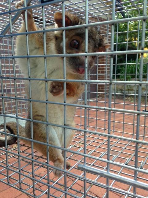 Rocket Pest Control Inc