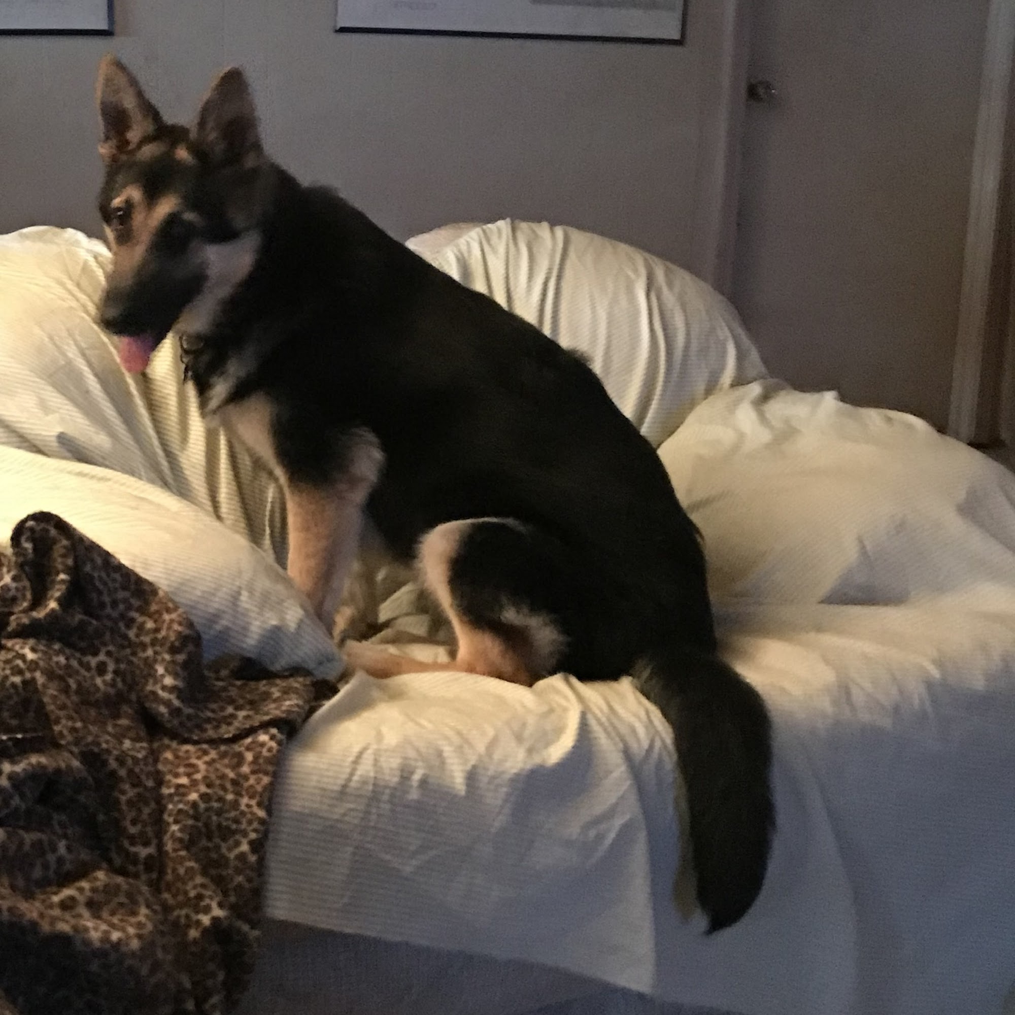 Magnolia Animal Clinic Lucedale