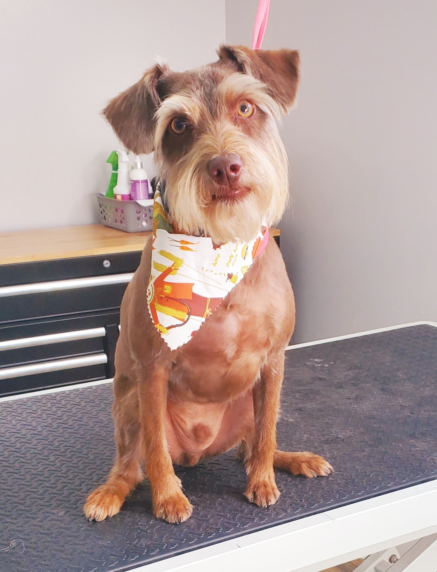 Ciara's Pet Grooming and Boarding Lucedale