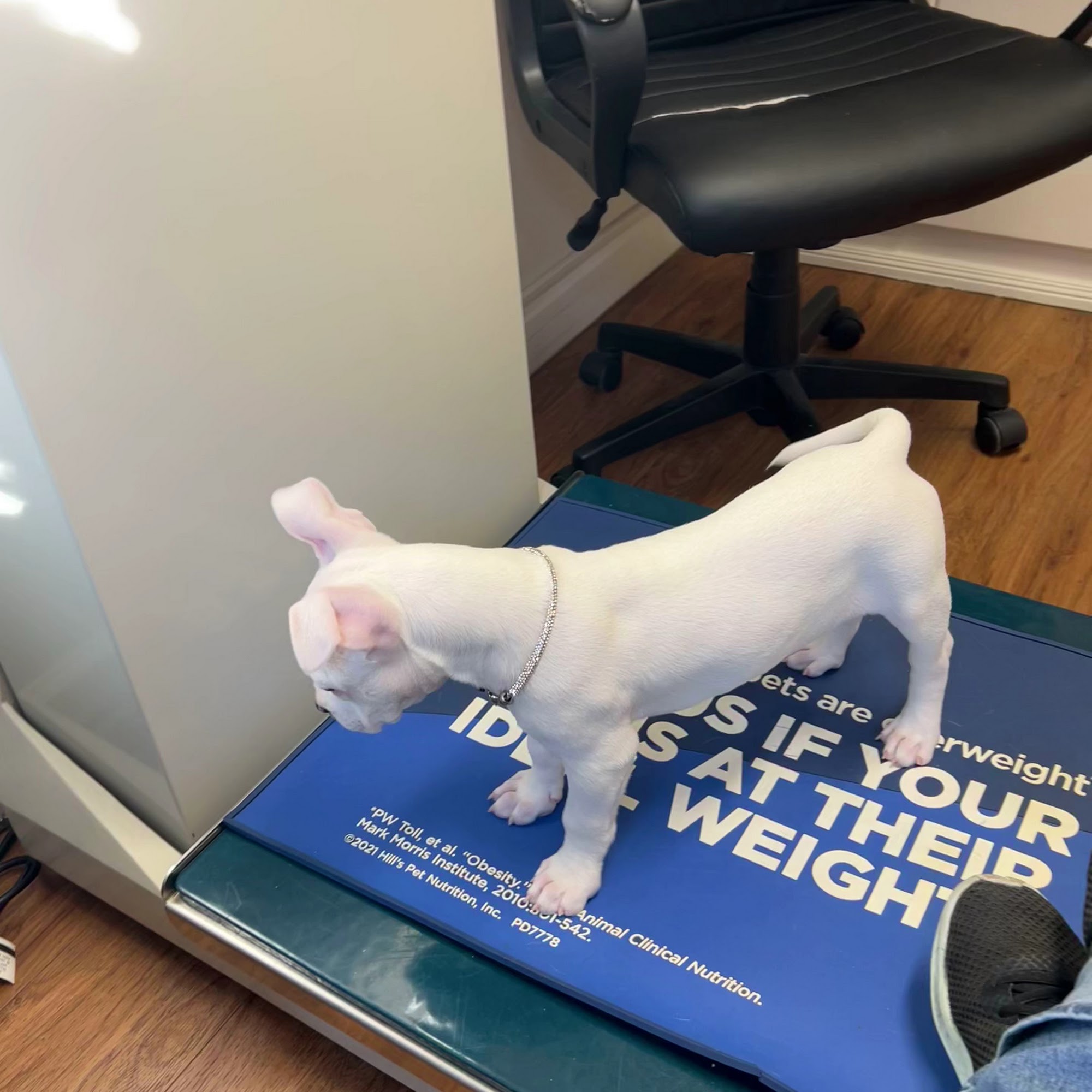 All Creatures Animal Care Center Madison