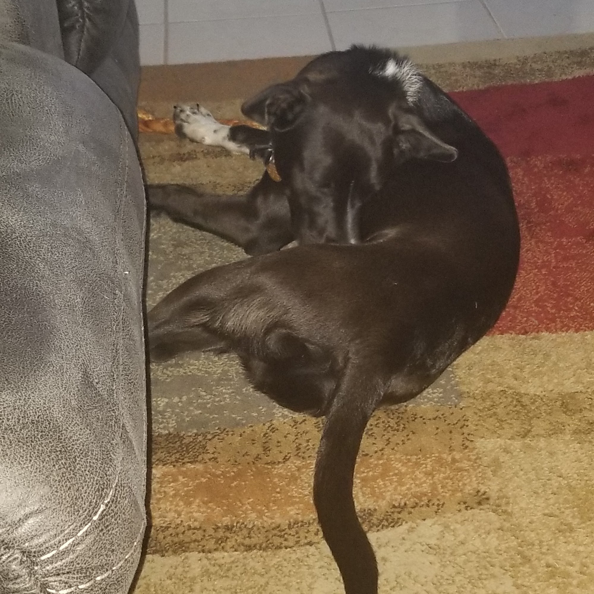 All Creatures Animal Care Center: Robert Filgo, DVM Madison