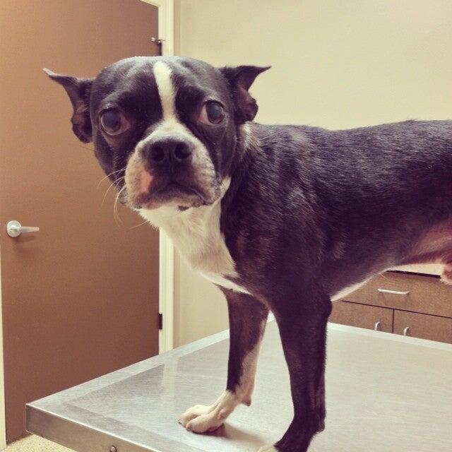 Gluckstadt Animal Hospital Madison