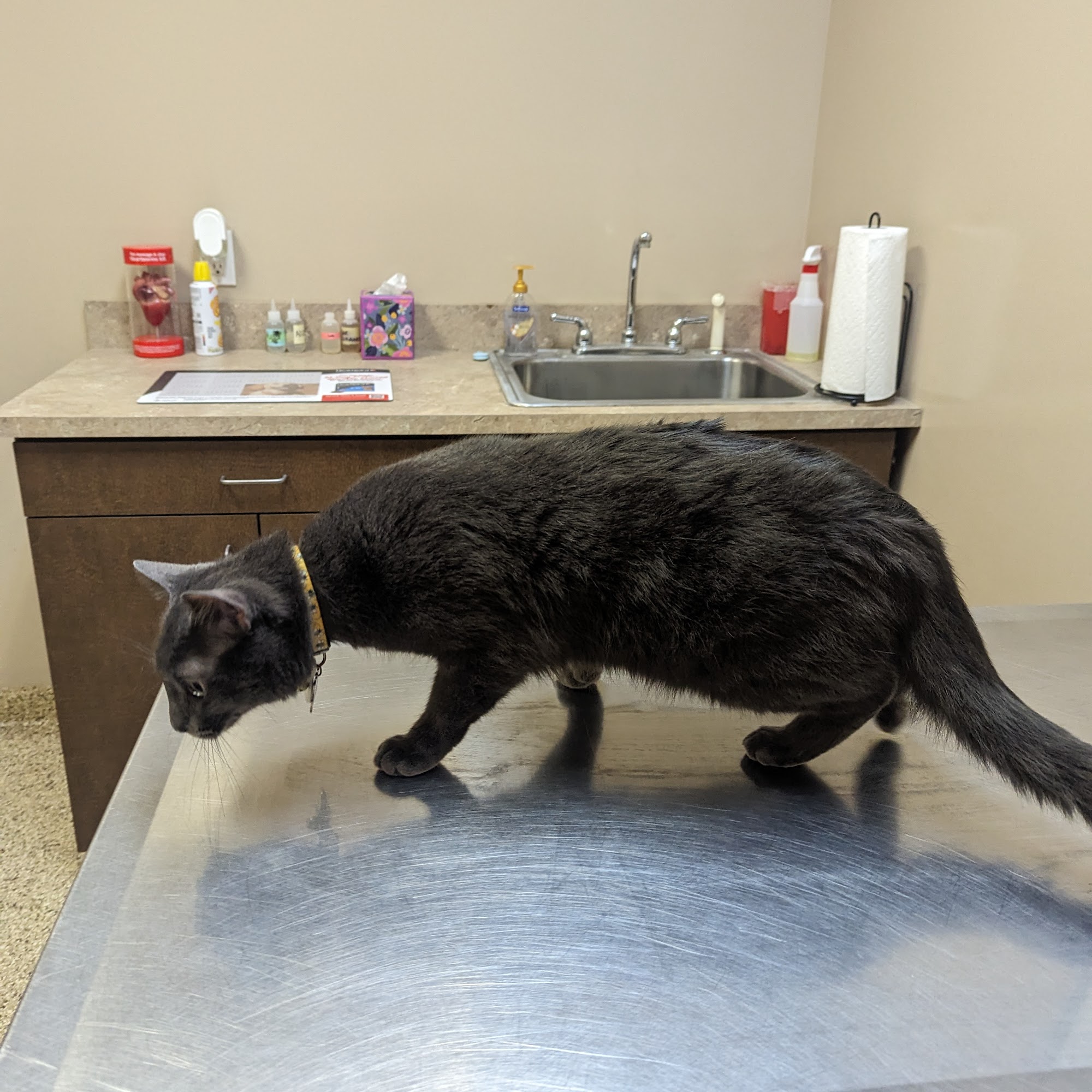 Gluckstadt Animal Hospital Madison